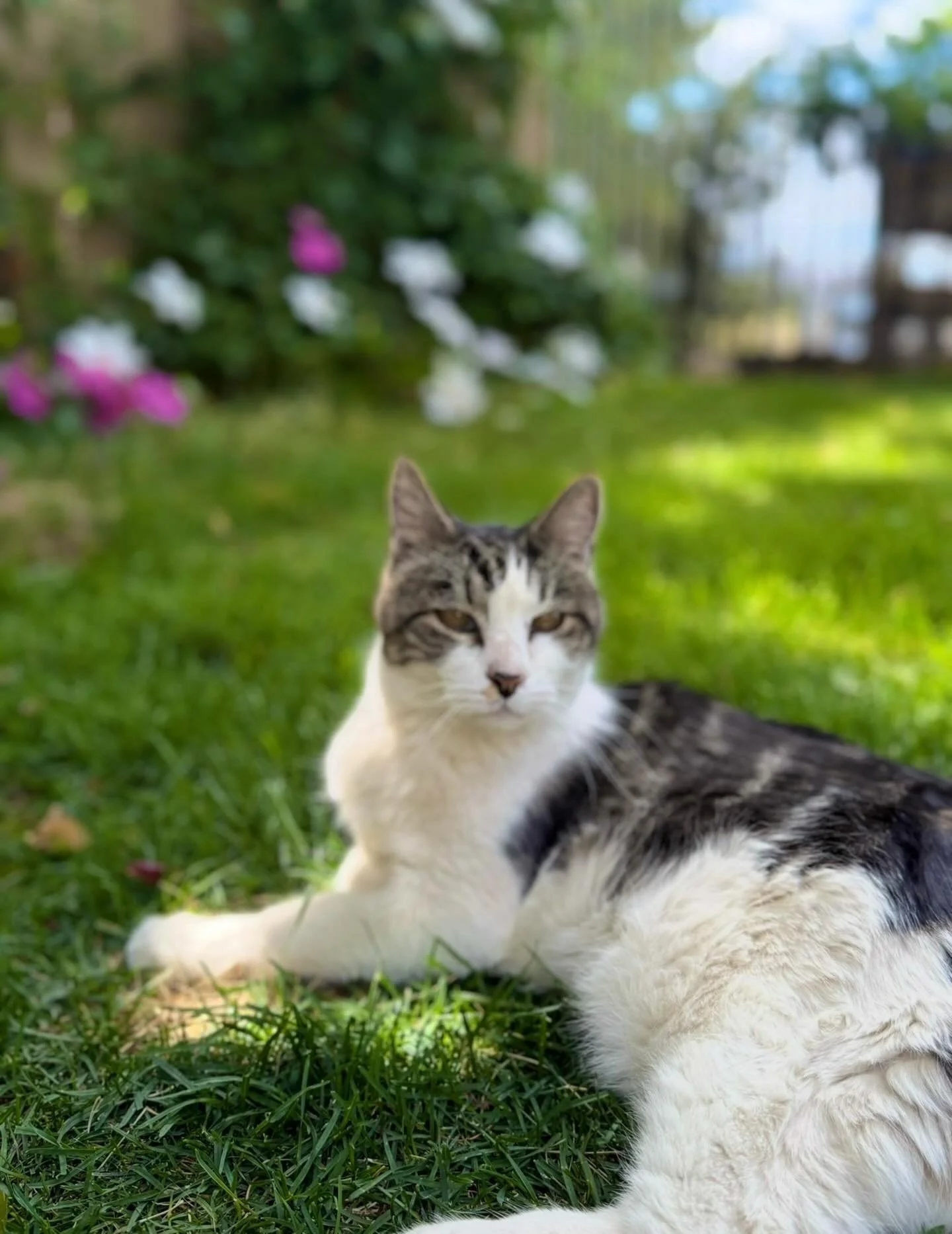 Fantastic felines&hellip;
Click here for today&rsquo;s Paths of Joy Daily Inspiration 
https://www.pathsofjoy.com/blog-1-1/fantastic-felines