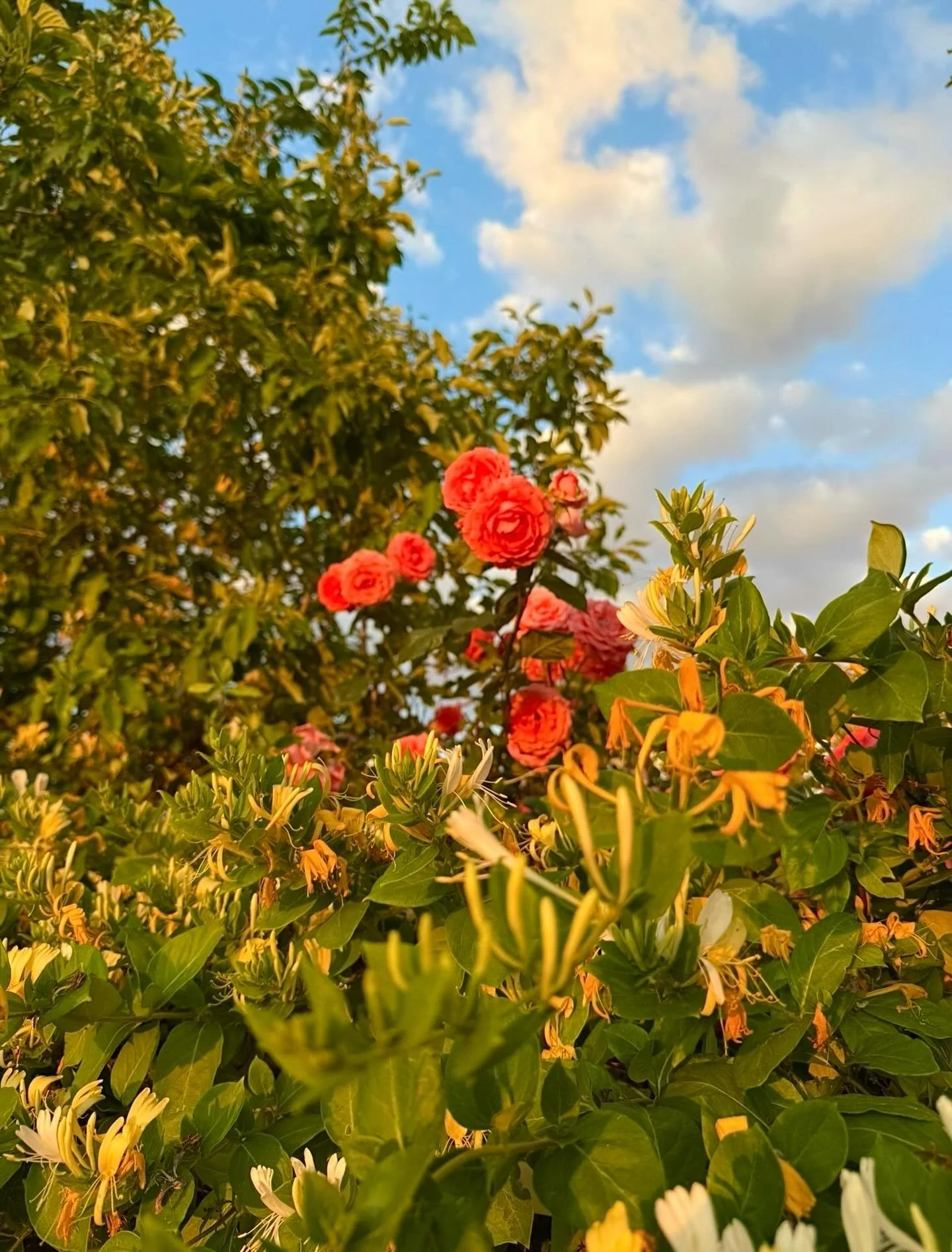 Pesky Pollen!
Click link for today&rsquo;s Paths of Joy Daily Inspiration  https://www.pathsofjoy.com/blog-1-1/pesky-pollen