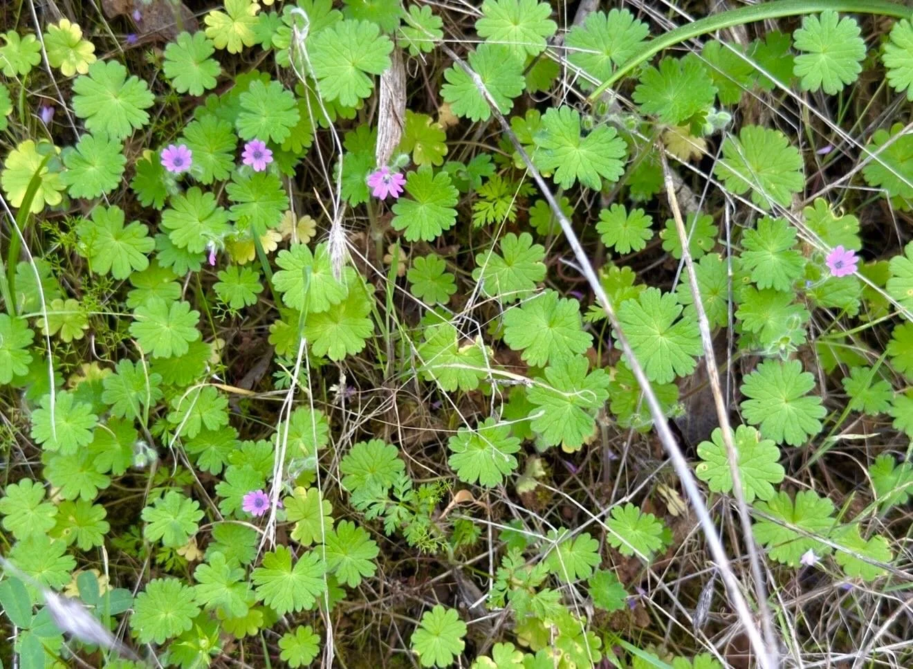 Making room for new growth&hellip;
Click link for today&rsquo;s Paths of Joy Daily Inspiration 
https://www.pathsofjoy.com/blog-1-1/making-room-for-new-growth