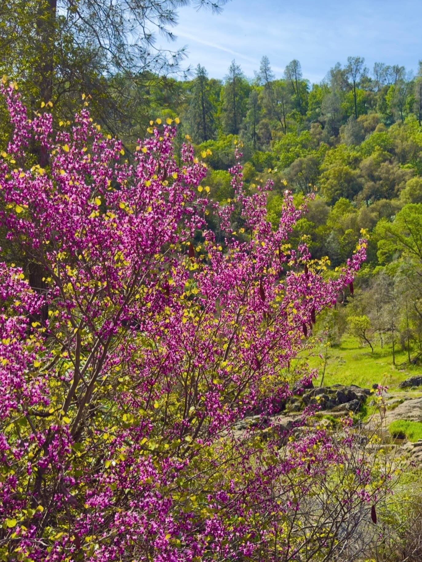 &ldquo;Spring snow&rdquo;  Click link for today&rsquo;s Paths of Joy Daily Inspiration 
https://www.pathsofjoy.com/blog-1-1/spring-snow