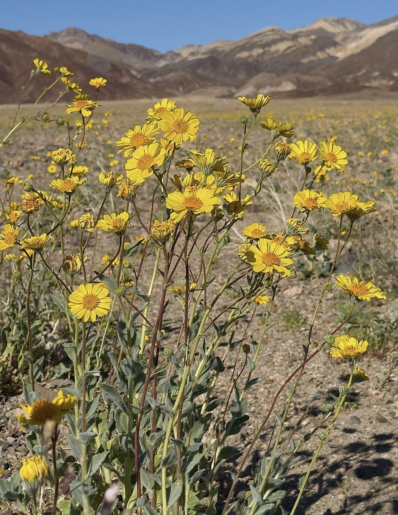 2026 april 5 Easter s and q short blog IMG_3799.jpeg