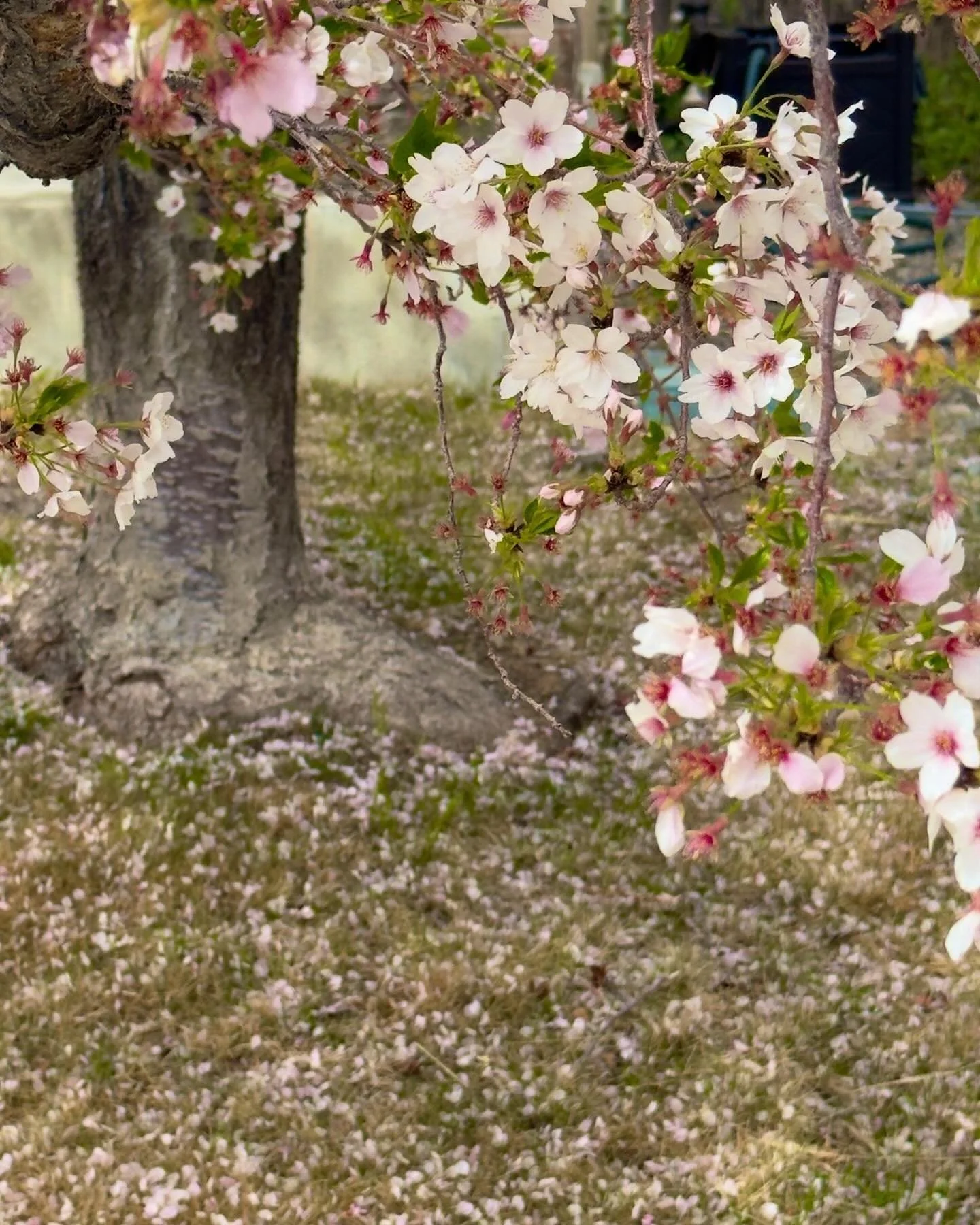 Christ is Risen!!!
Click link for today&rsquo;s Paths of Joy Daily Inspiration 
https://www.pathsofjoy.com/blog-1-1/christ-is-risen