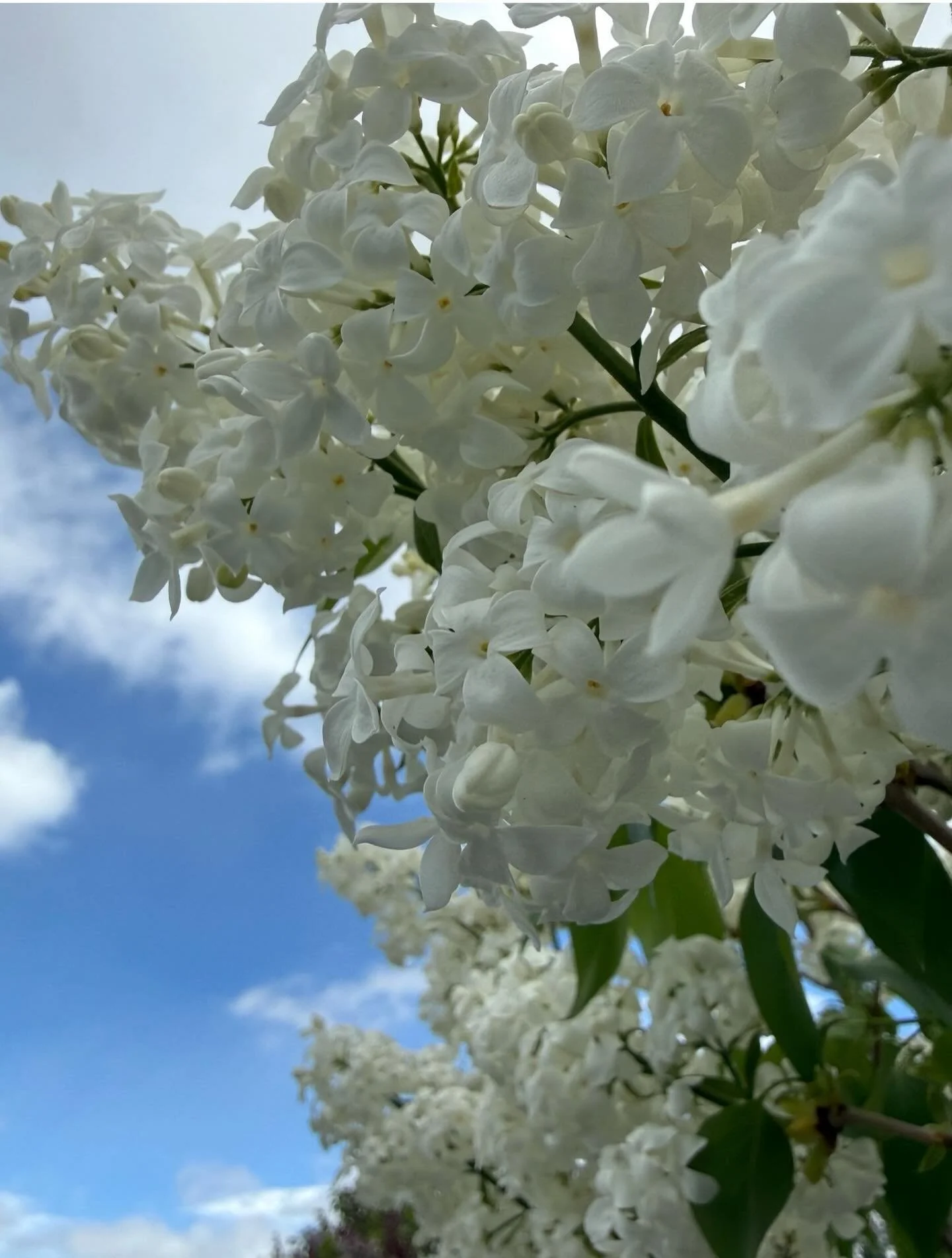 The fragrance of early spring
Click link for today&rsquo;s Paths of Joy Daily Inspiration 
https://www.pathsofjoy.com/blog-1-1/the-fragrance-of-early-spring