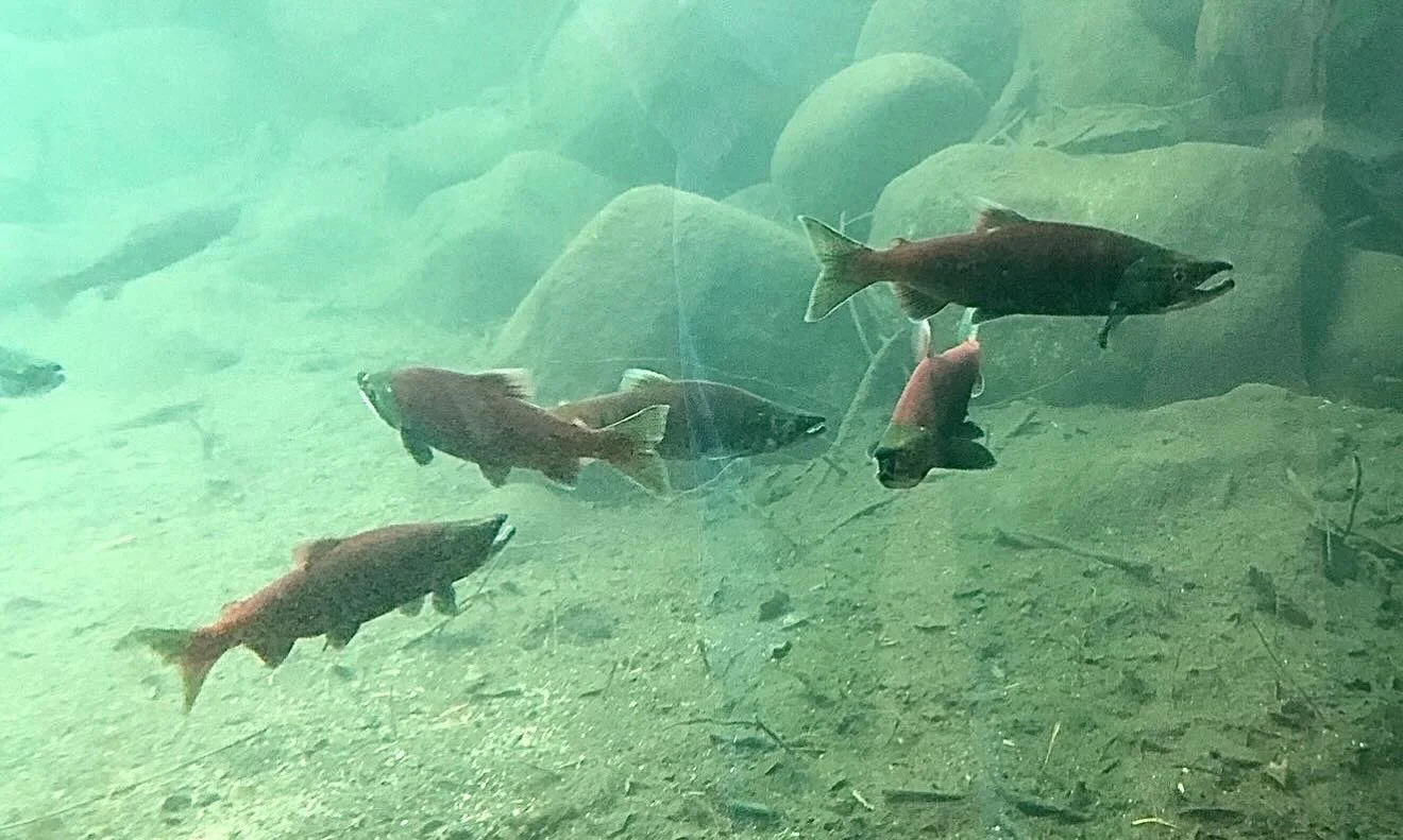 Fishing
Click link for today&rsquo;s Paths of Joy Daily Inspiration  https://www.pathsofjoy.com/blog-1-1/fishing