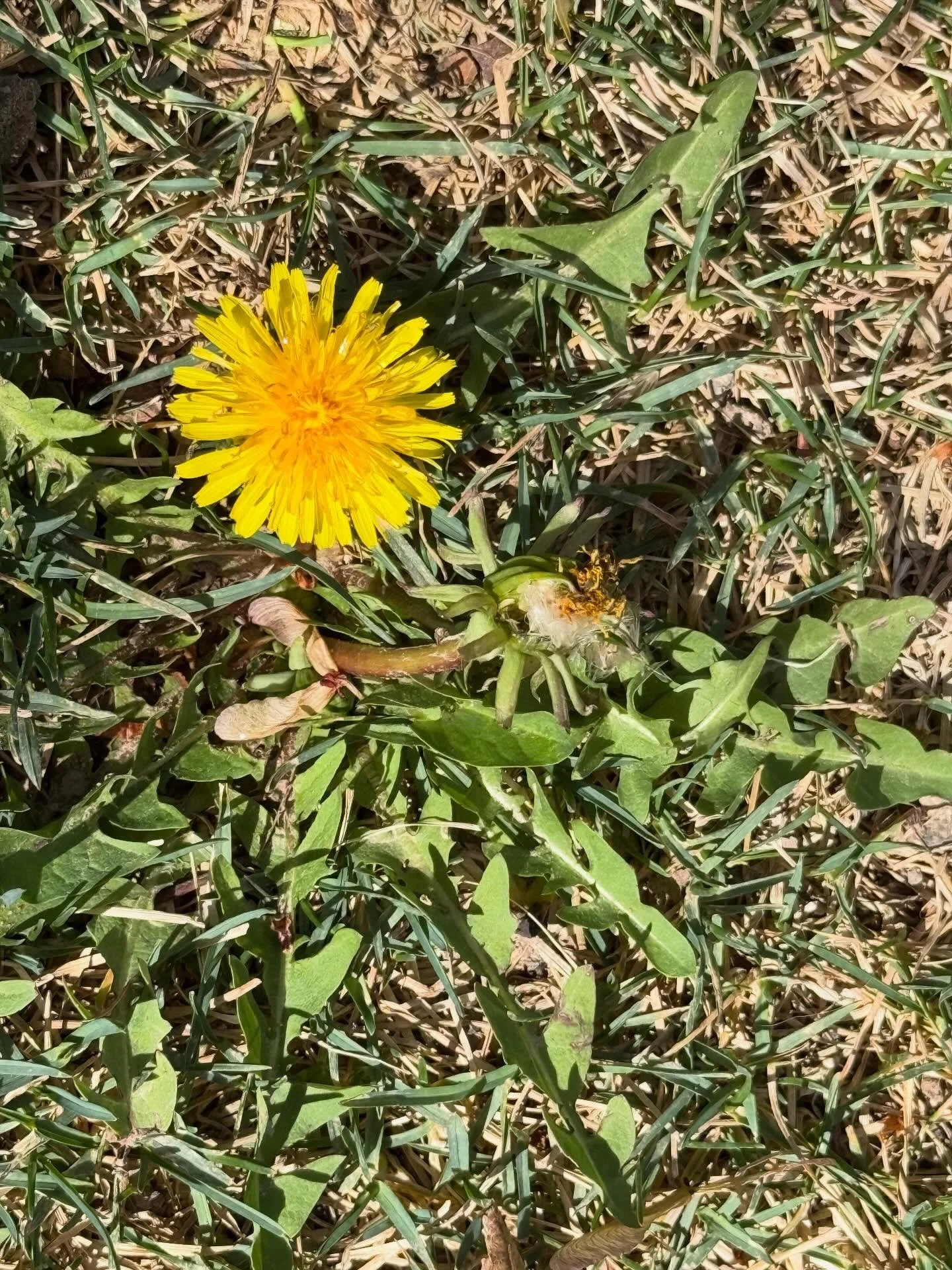 Weeds&hellip;. Click here for today&rsquo;s Paths of Joy Daily Inspiration 
https://www.pathsofjoy.com/blog-1-1/weeds