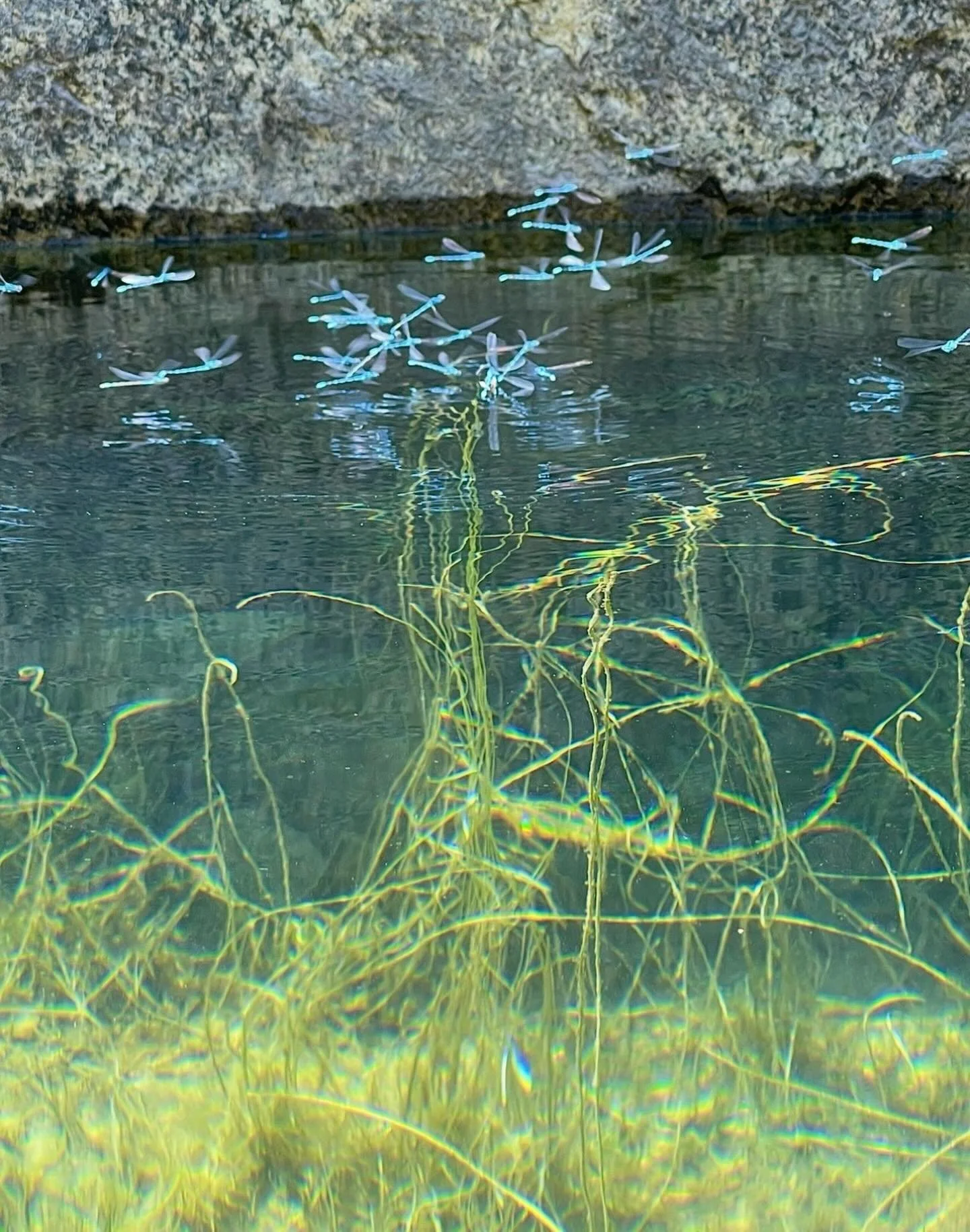 Dancing Dragons
Click link for today&rsquo;s Paths of Joy Daily Inspiration 
https://www.pathsofjoy.com/blog-1-1/dancing-dragons