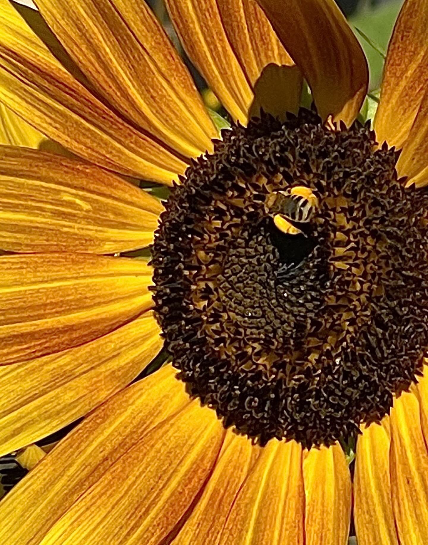 Bees!
Click link for today&rsquo;s Paths of Joy Daily Inspiration.  https://www.pathsofjoy.com/blog-1-1/bees