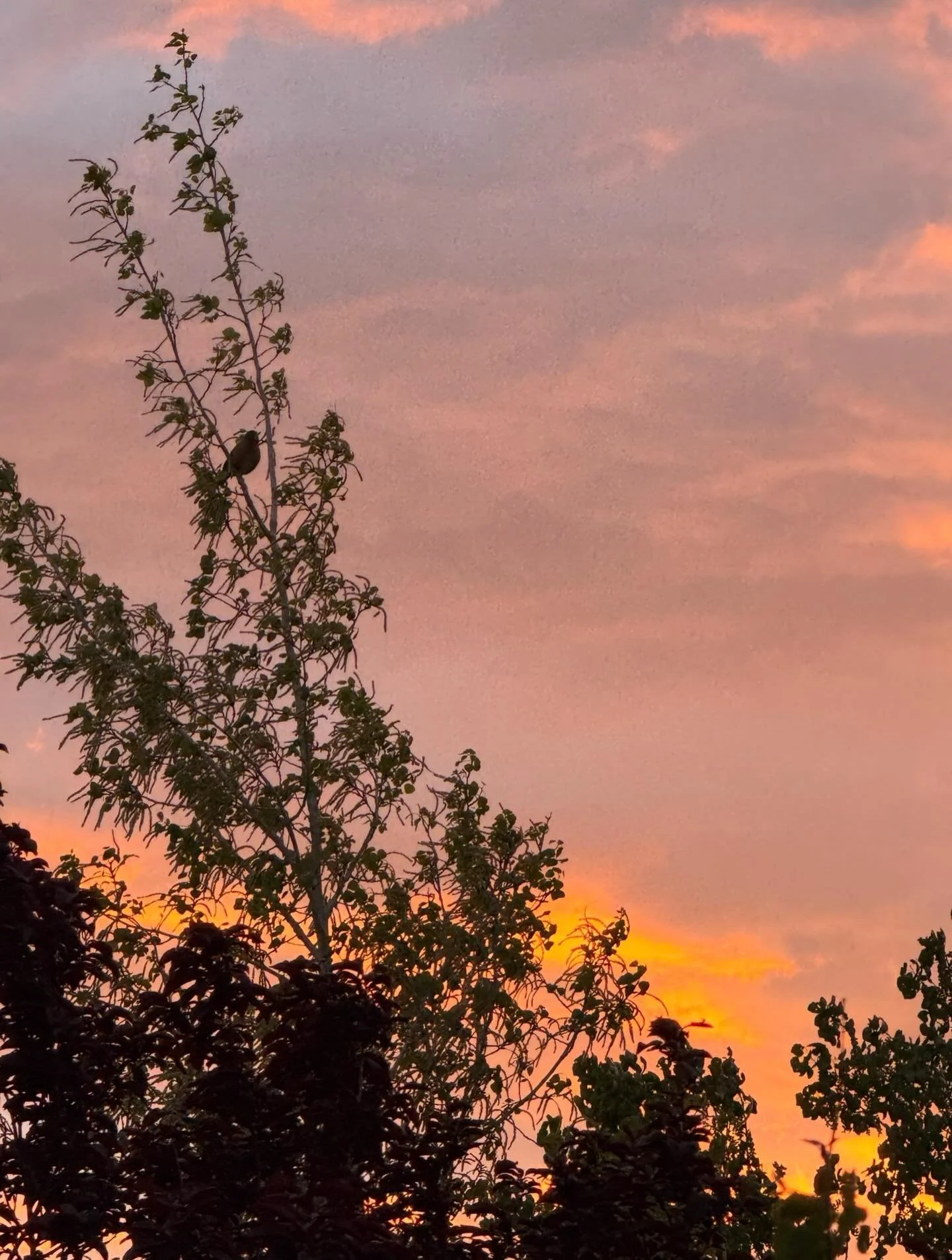 Wake up! Wake up!
Click link for today&rsquo;s Paths of Joy Daily Inspiration 
https://www.pathsofjoy.com/blog-1-1/wake-up-wake-up