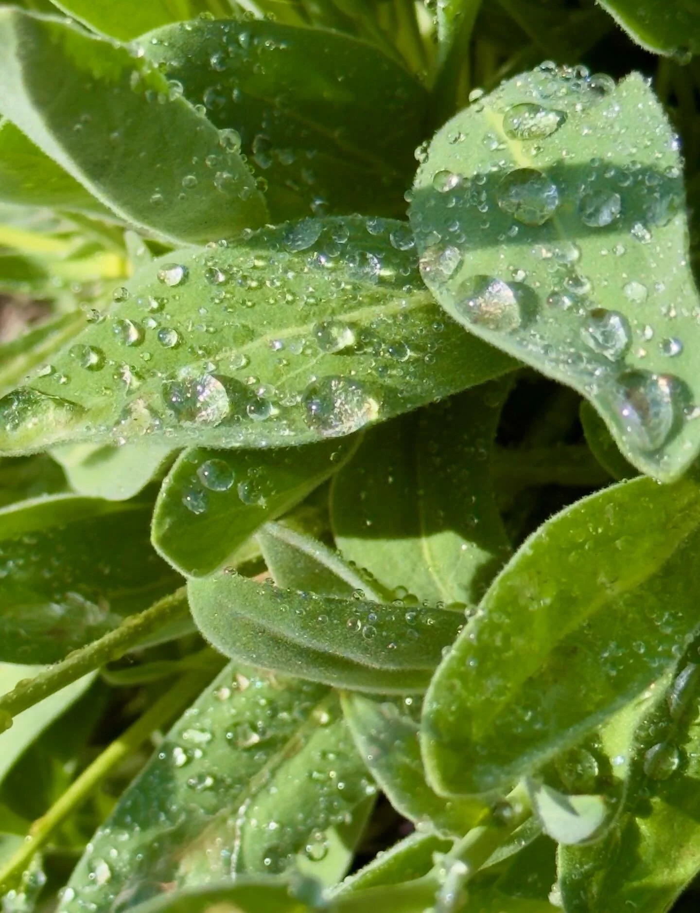 Leaves
Click link for today&rsquo;s Paths of Joy Daily Inspiration  https://www.pathsofjoy.com/blog-1-1/leaves