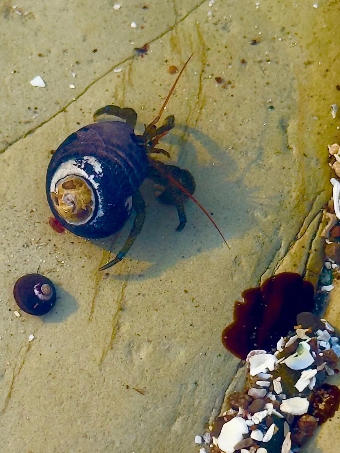 A &ldquo;New&rdquo; Home.  Click link for today&rsquo;s Paths of Joy Daily Inspiration  https://www.pathsofjoy.com/blog-1-1/a-new-home