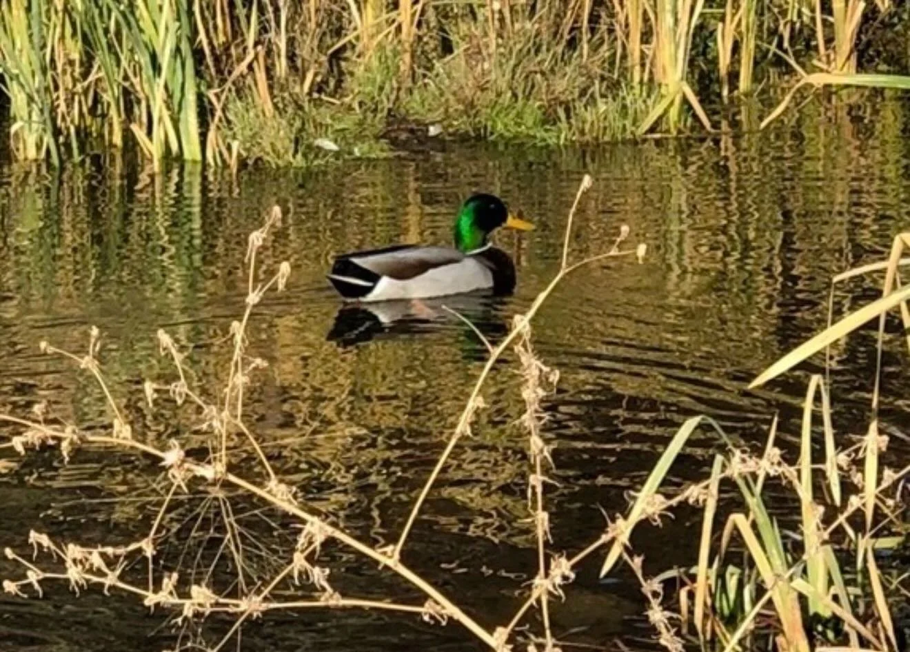 Just ducky!  Click here for today&rsquo;s Paths of Joy Daily Inspiration.  https://www.pathsofjoy.com/blog-1-1/just-ducky