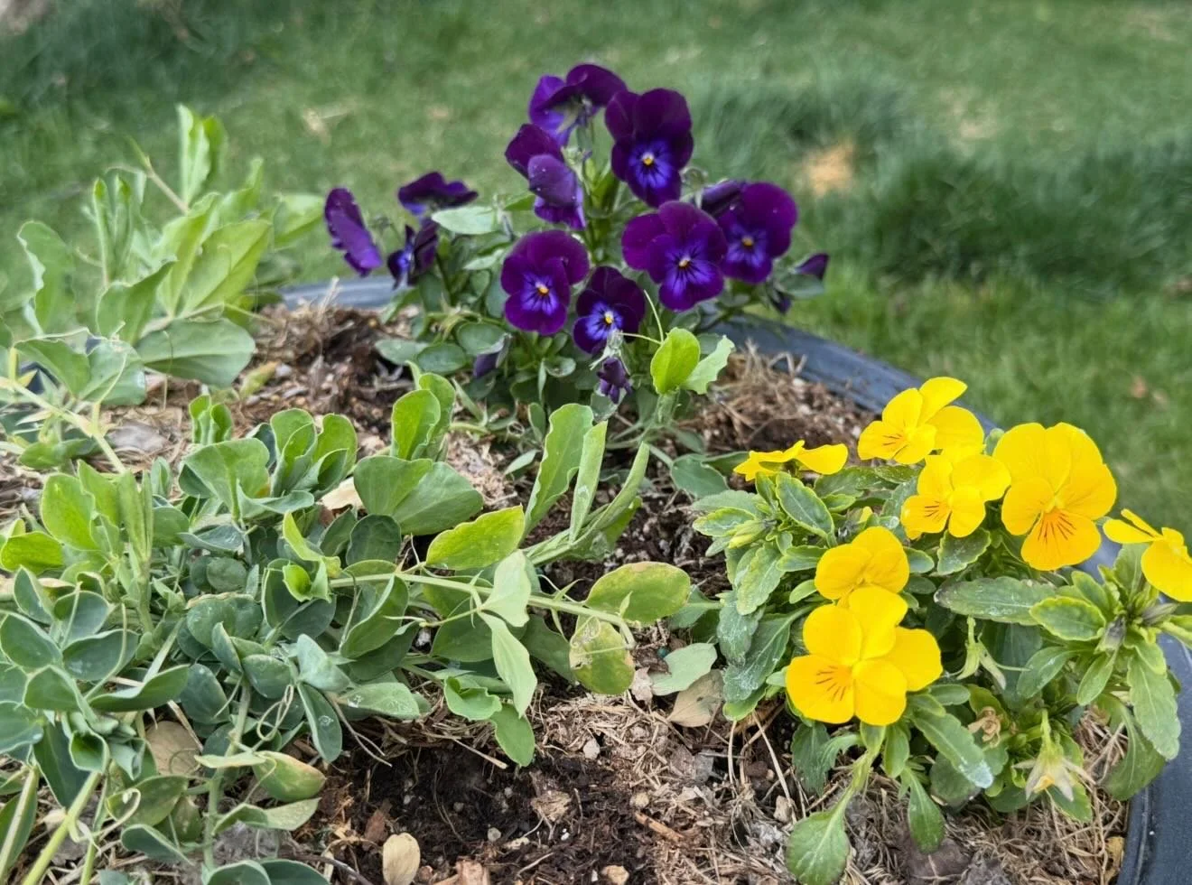 Cool weather gardening&hellip;
Click here for today&rsquo;s Paths of Joy Daily Inspiration 
https://www.pathsofjoy.com/blog-1-1/cool-weather-gardening
