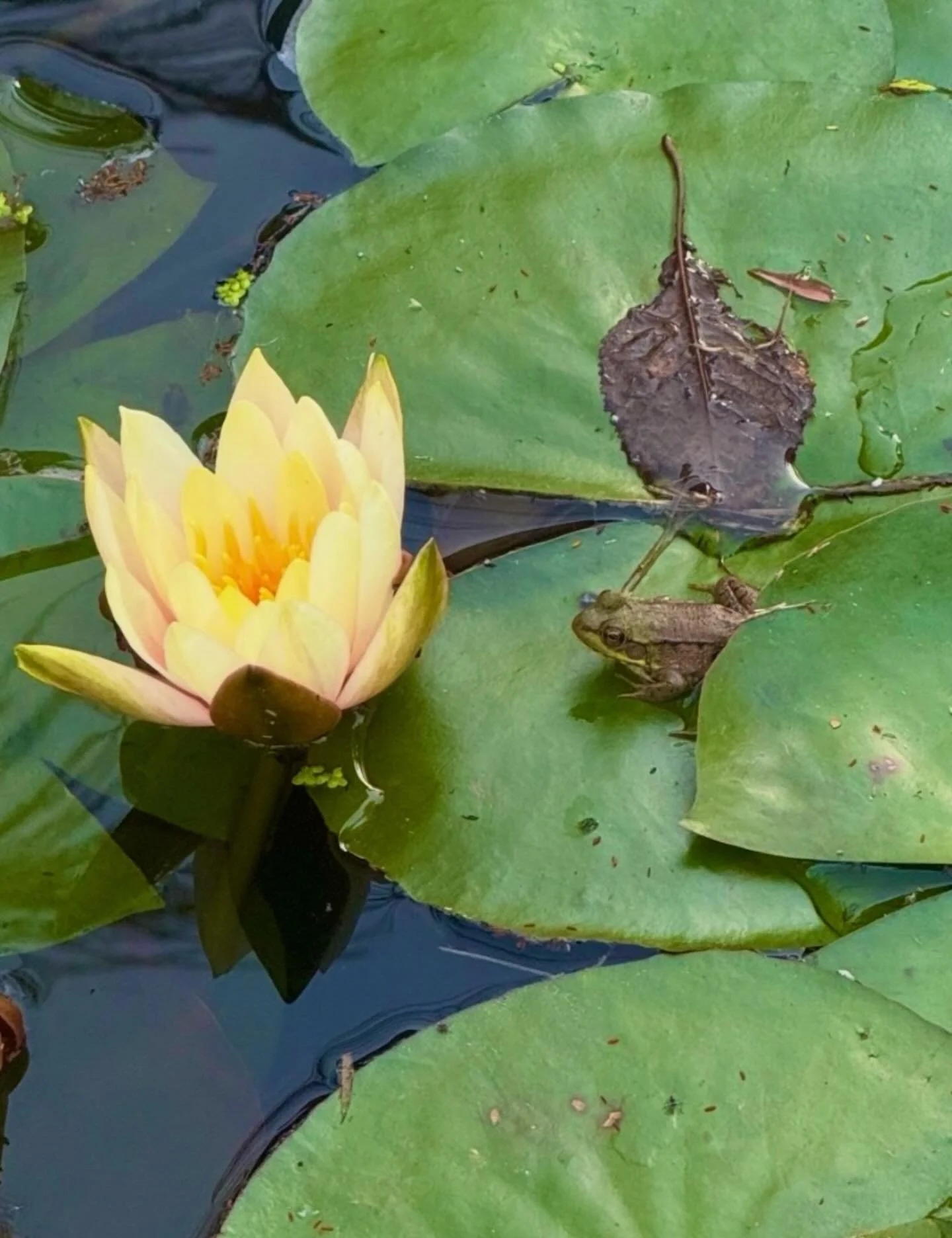 Fantastic Frogs!
Click here for today&rsquo;s Paths of Joy Daily Inspiration 
https://www.pathsofjoy.com/blog-1-1/fantastic-frogs