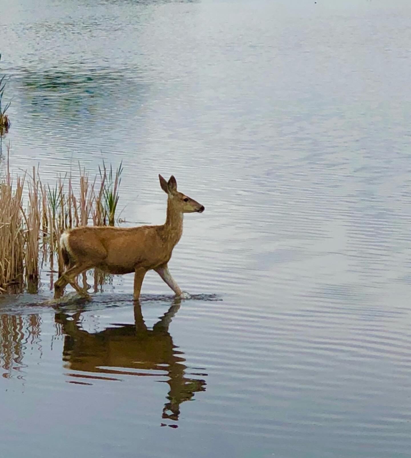 Oh, deer!
Click link for today&rsquo;s Paths of Joy Daily Inspiration 
https://www.pathsofjoy.com/blog-1-1/oh-deer