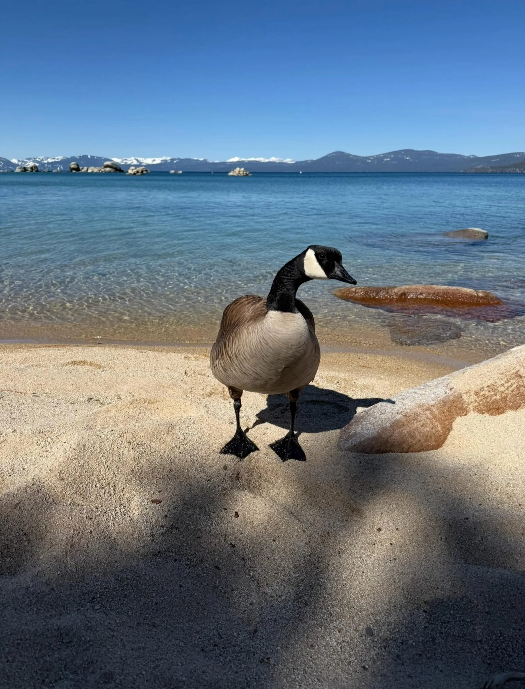 Ganders and gaggles&hellip;
Click link for today&rsquo;s Paths of Joy Daily Inspiration 
https://www.pathsofjoy.com/blog-1-1/ganders-and-gaggles