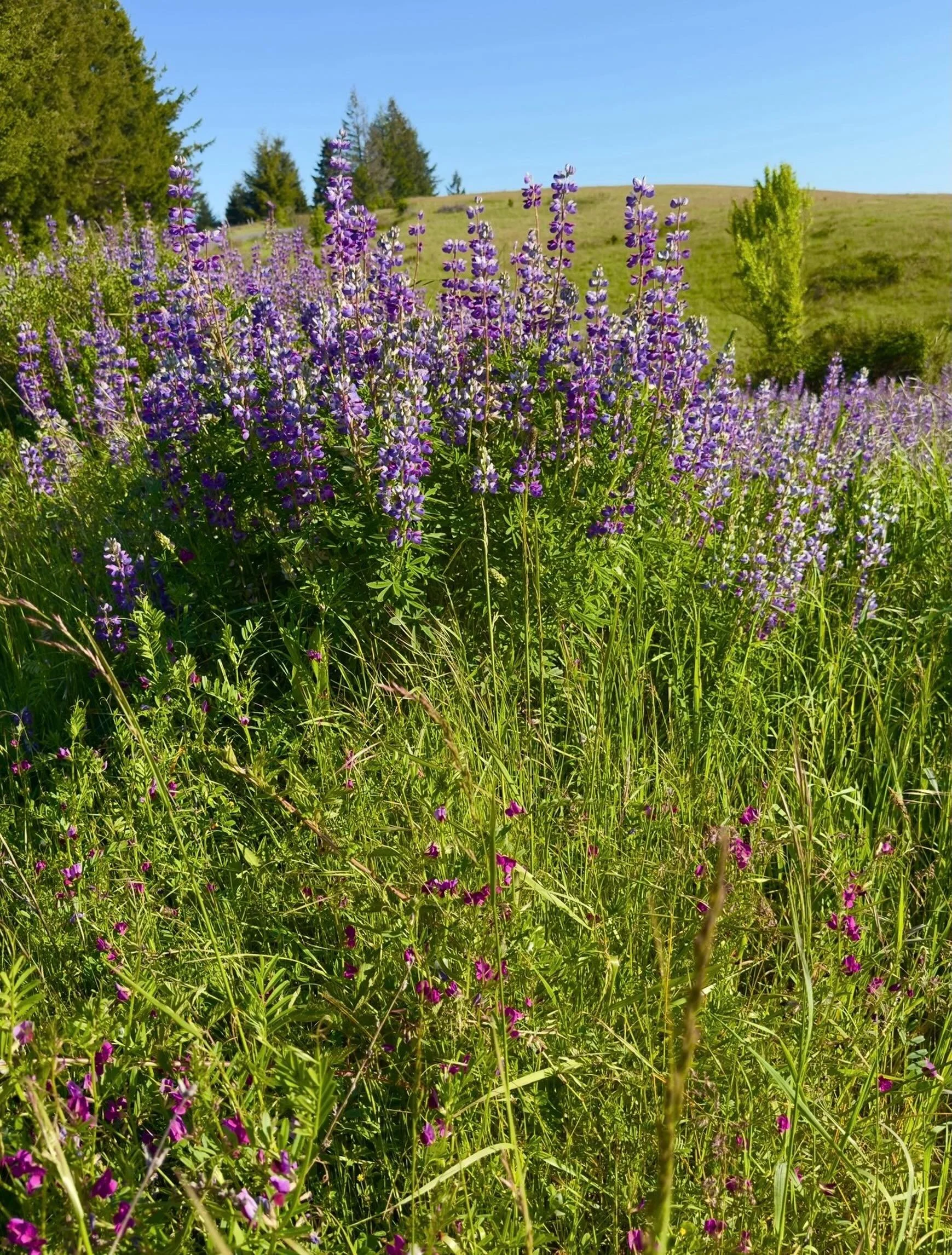 Dangerous Beauty.  Click link for today&rsquo;s Paths of Joy Daily Inspiration 
https://www.pathsofjoy.com/blog-1-1/dangerous-beauty