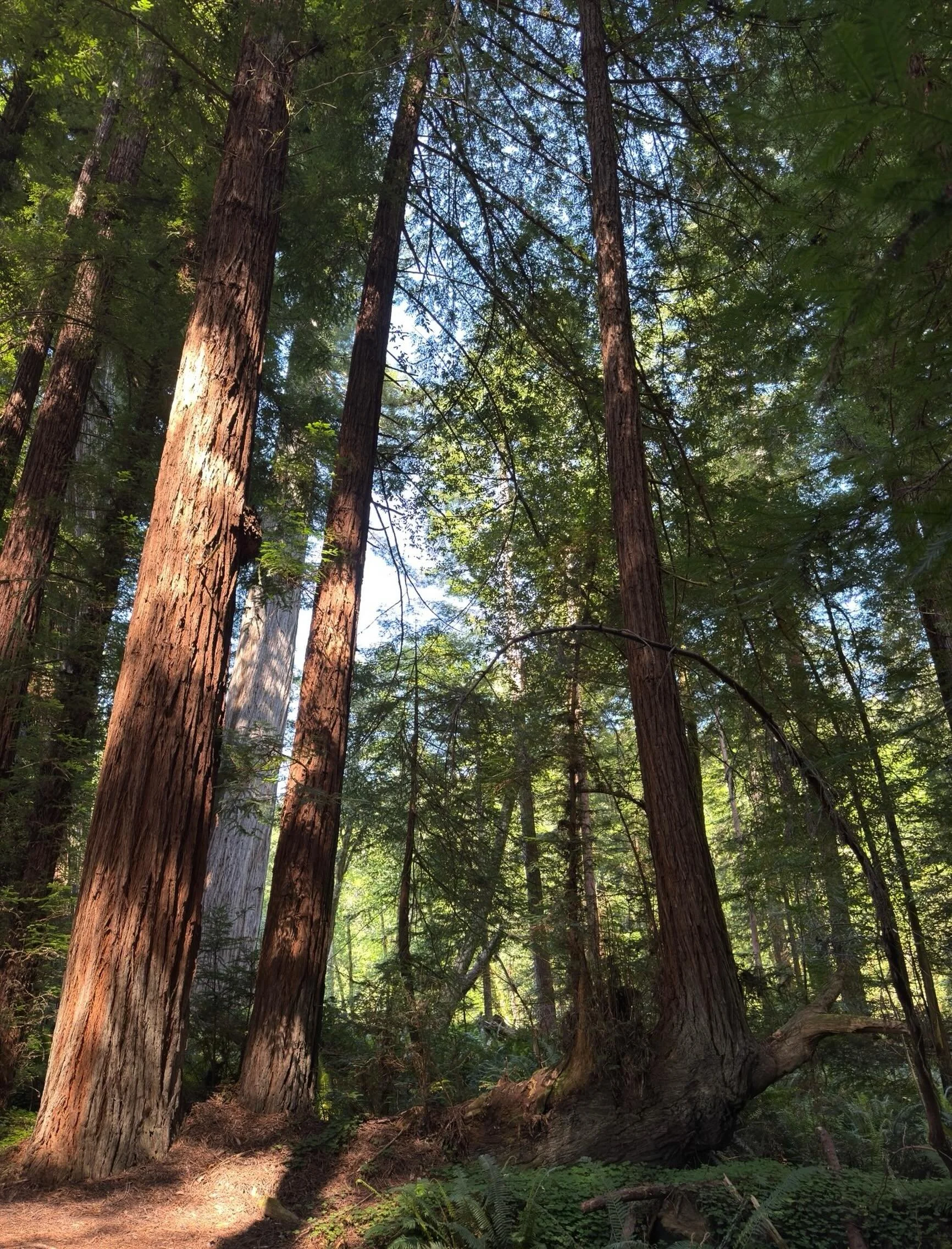 Seeing the forest because of the trees!  Click here for today&rsquo;s Paths of Joy Daily Inspiration 
https://www.pathsofjoy.com/blog-1-1/seeing-the-forest-because-of-the-trees