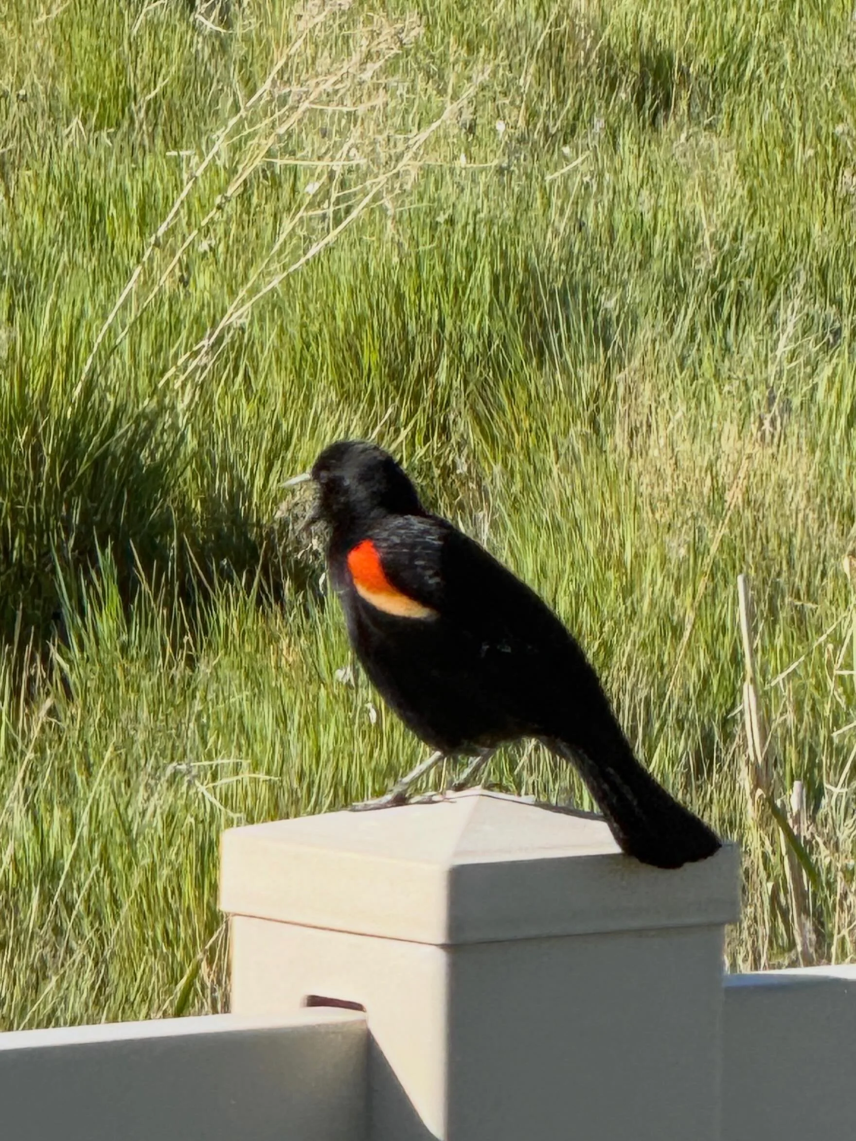 Learning Birdsong&hellip;
Click link for today&rsquo;s Paths of Joy Daily Inspiration  https://www.pathsofjoy.com/blog-1-1/learning-birdsong