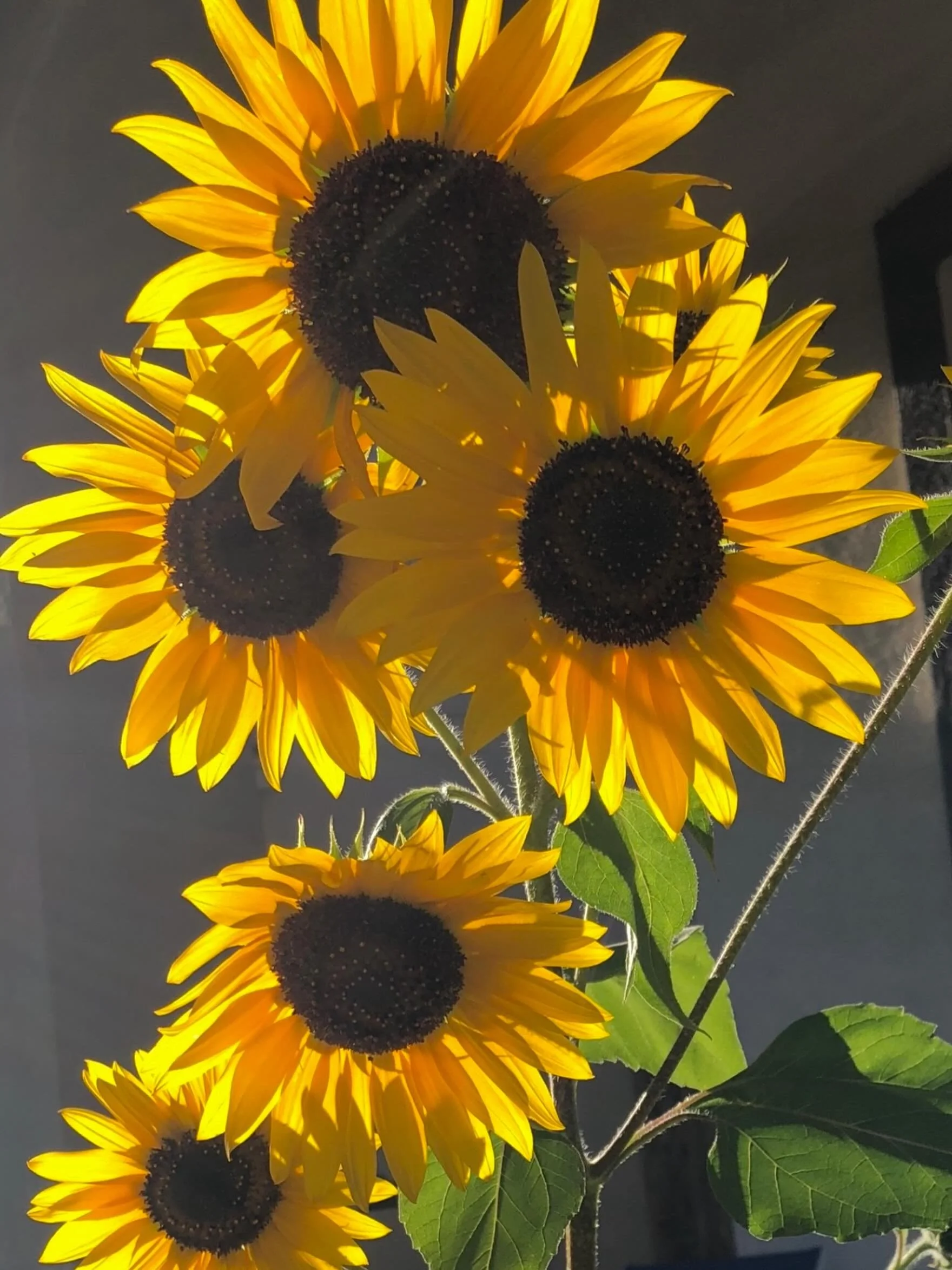 A growing happiness&hellip;
Click  for today&rsquo;s Paths of Joy Daily Inspiration  https://www.pathsofjoy.com/blog-1-1/a-growing-happiness
