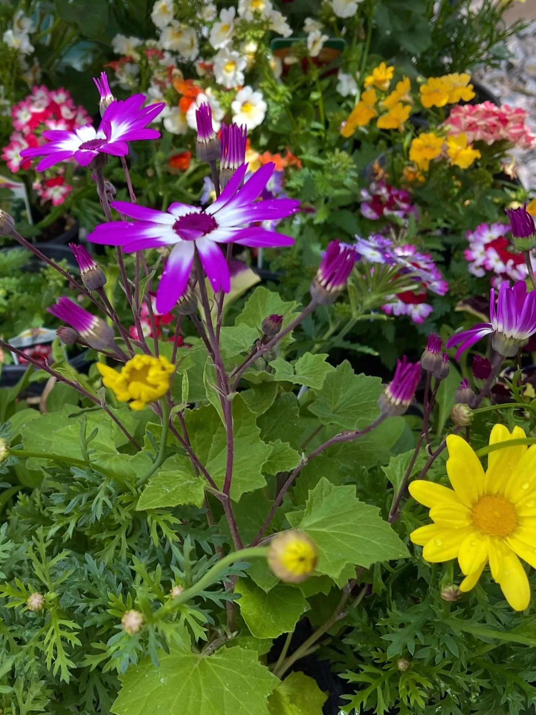 A dirty little secret&hellip;
Click link for today&rsquo;s Paths of Joy Daily Inspiration 
https://www.pathsofjoy.com/blog-1-1/jixh1sn476ef3kr65gyk51chat59fv