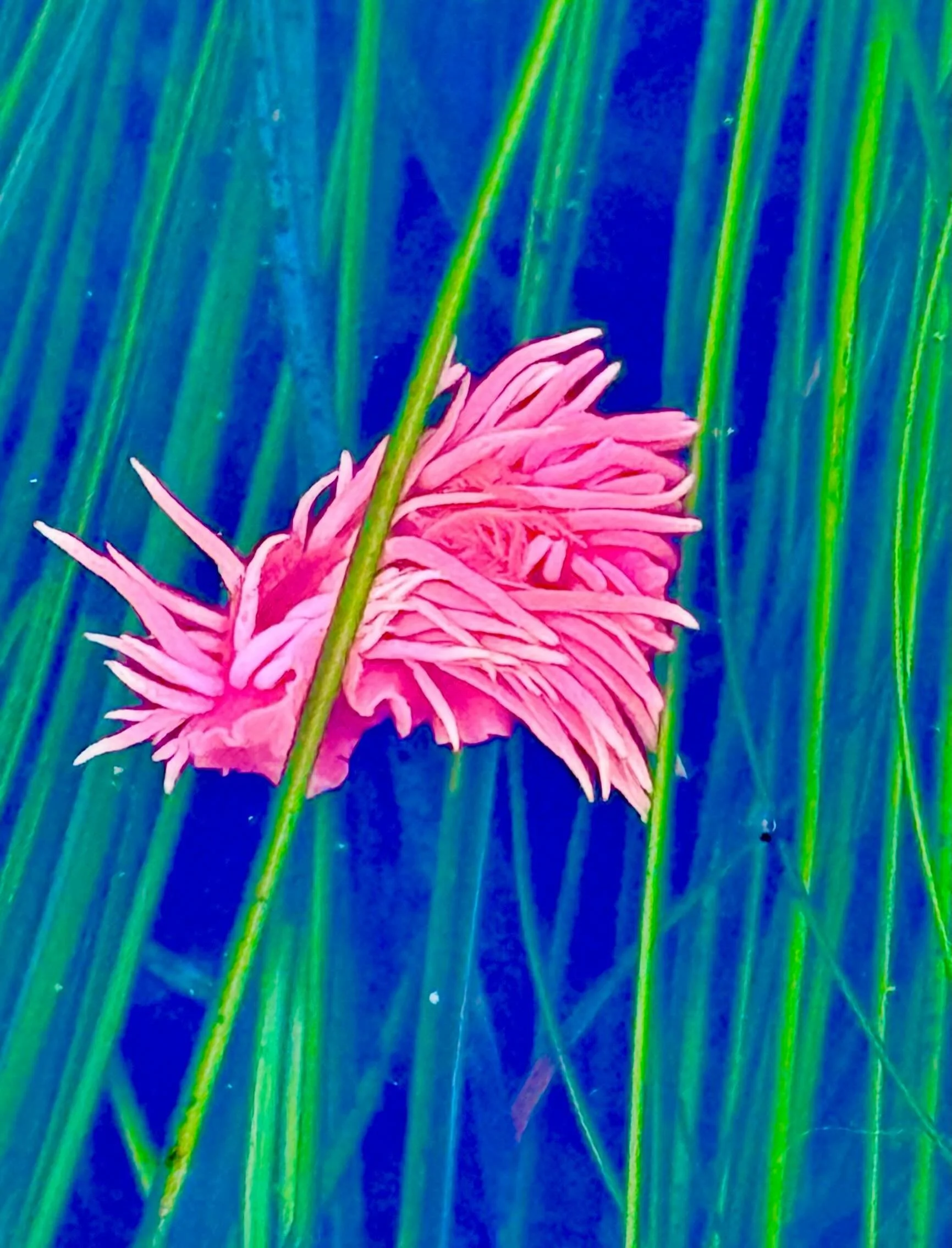 Tidepool discoveries&hellip;  Click link for today&rsquo;s Paths of Joy Daily Inspiration 
https://www.pathsofjoy.com/blog-1-1/tidepool-discoveries
