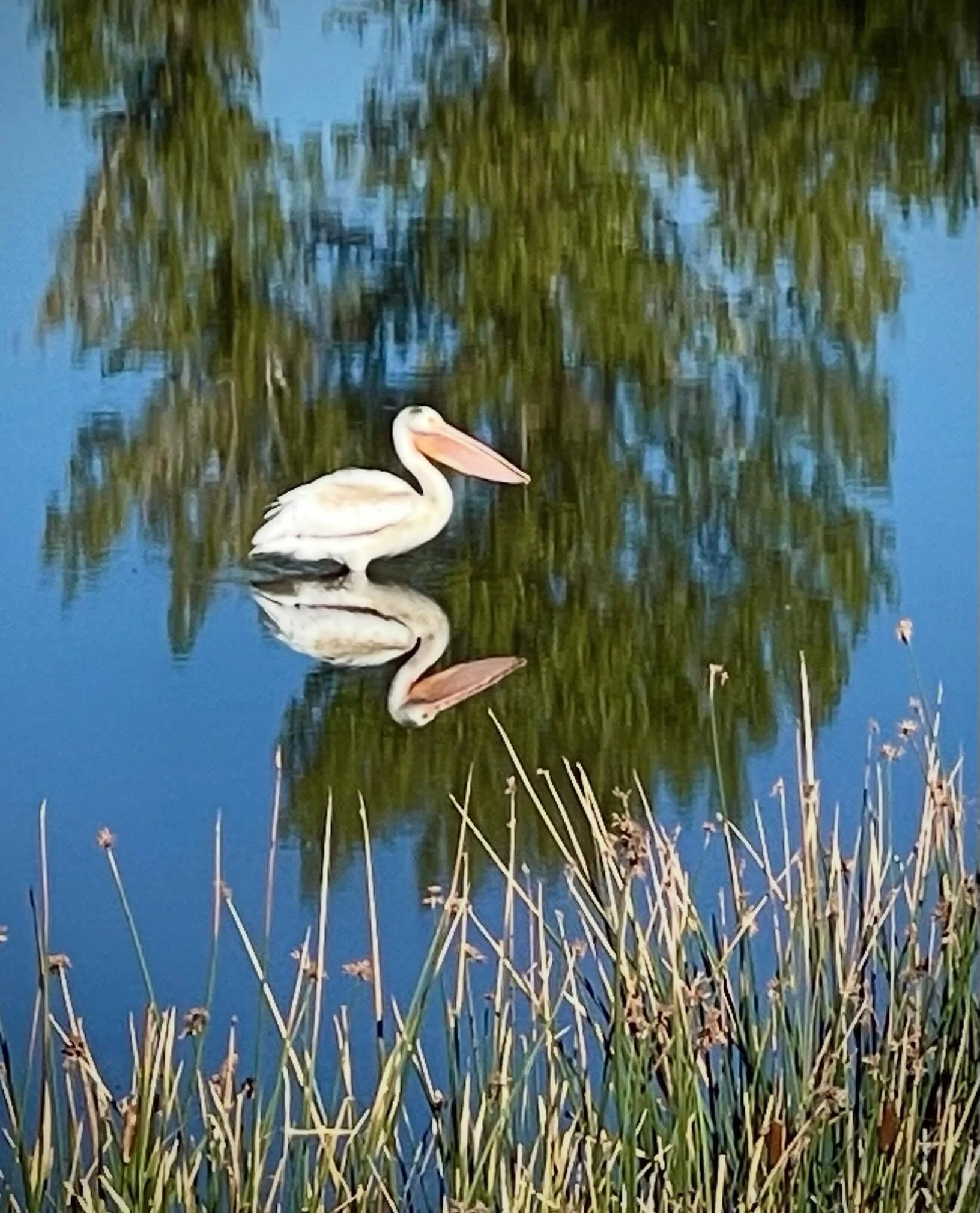 Pelicans&hellip;
Click link for today&rsquo;s Paths of Joy Daily Inspiration 
https://www.pathsofjoy.com/blog-1-1/pelicans