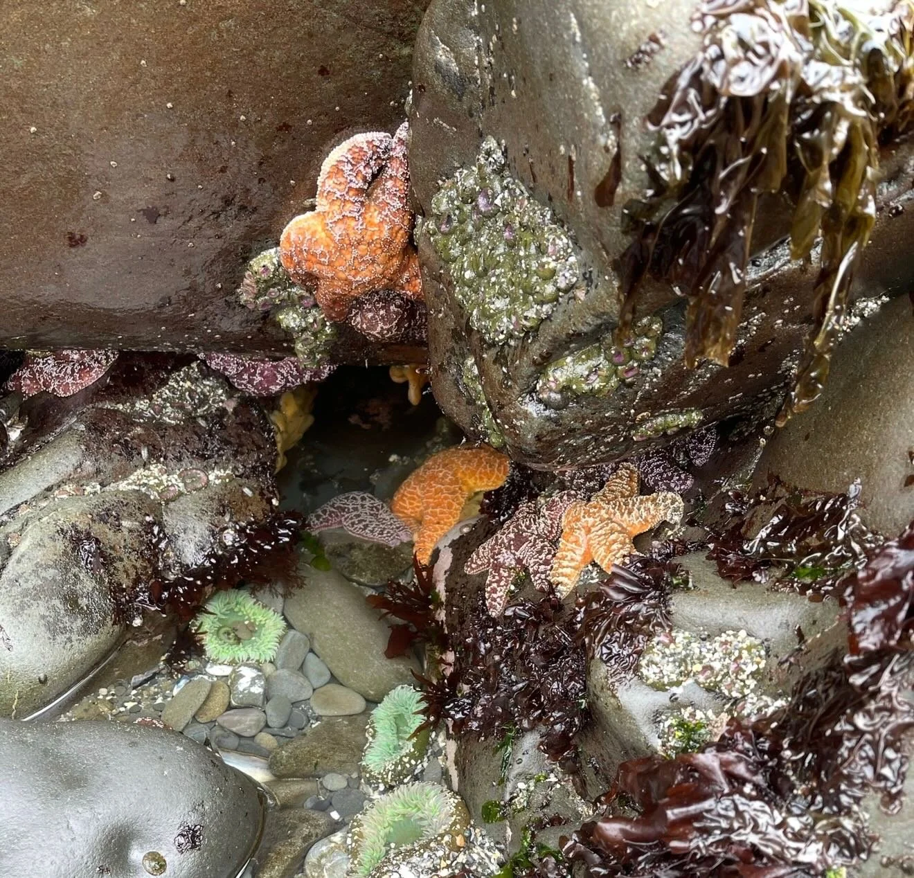 Stars of the Sea!
Click link for today&rsquo;s Paths of Joy Daily Inspiration  https://www.pathsofjoy.com/blog-1-1/stars-of-the-sea
