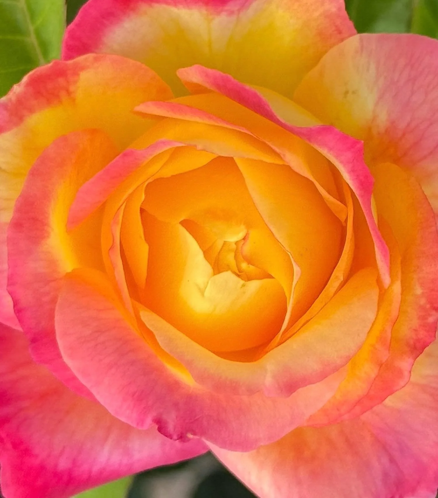 Everything&rsquo;s Rosy!
Click link for today&rsquo;s Paths of Joy Daily Inspiration  https://www.pathsofjoy.com/blog-1-1/everythings-rosy
