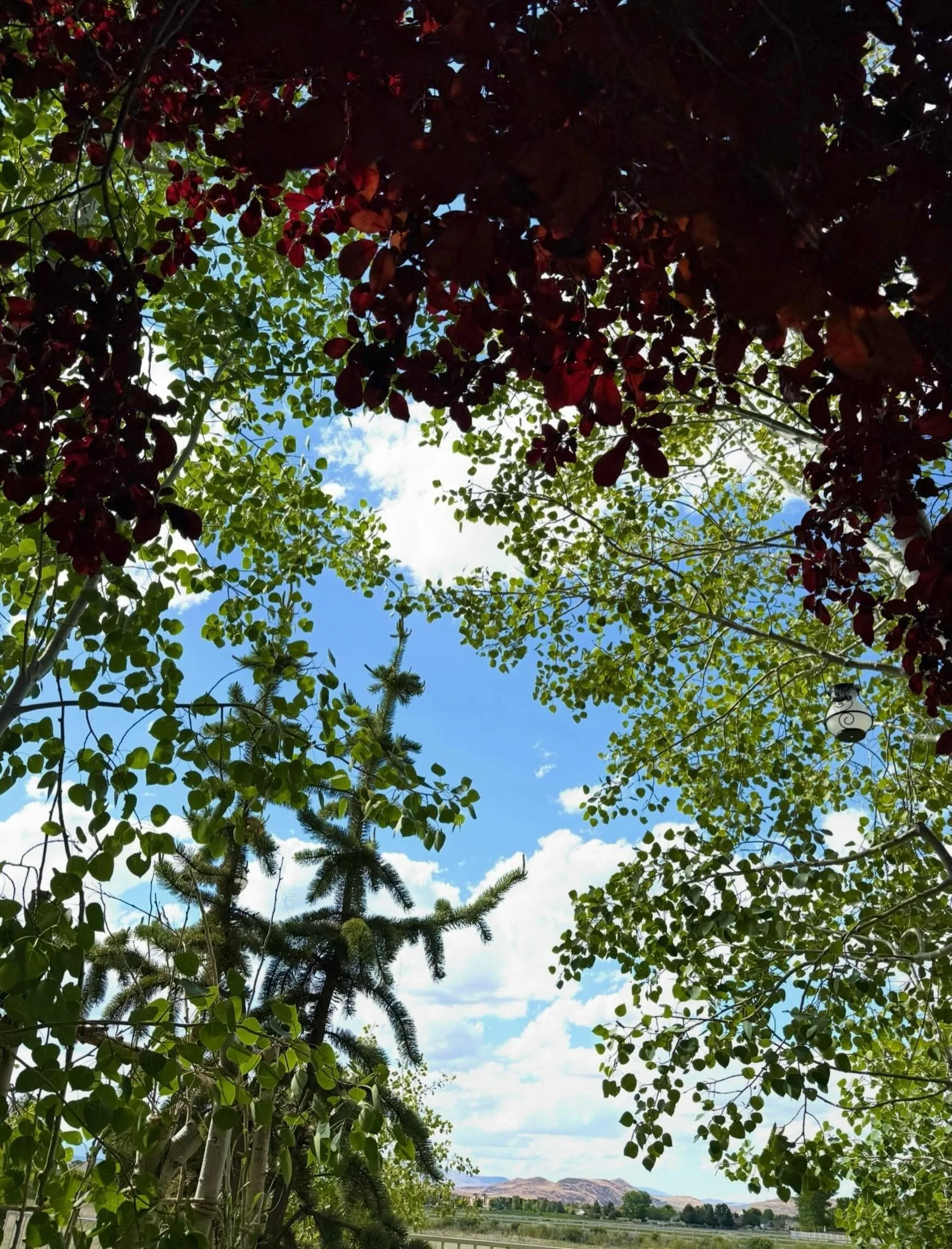Summery Thoughts
Click link for today&rsquo;s Paths of Joy Daily Inspiration 
https://www.pathsofjoy.com/blog-1-1/summery-thoughts