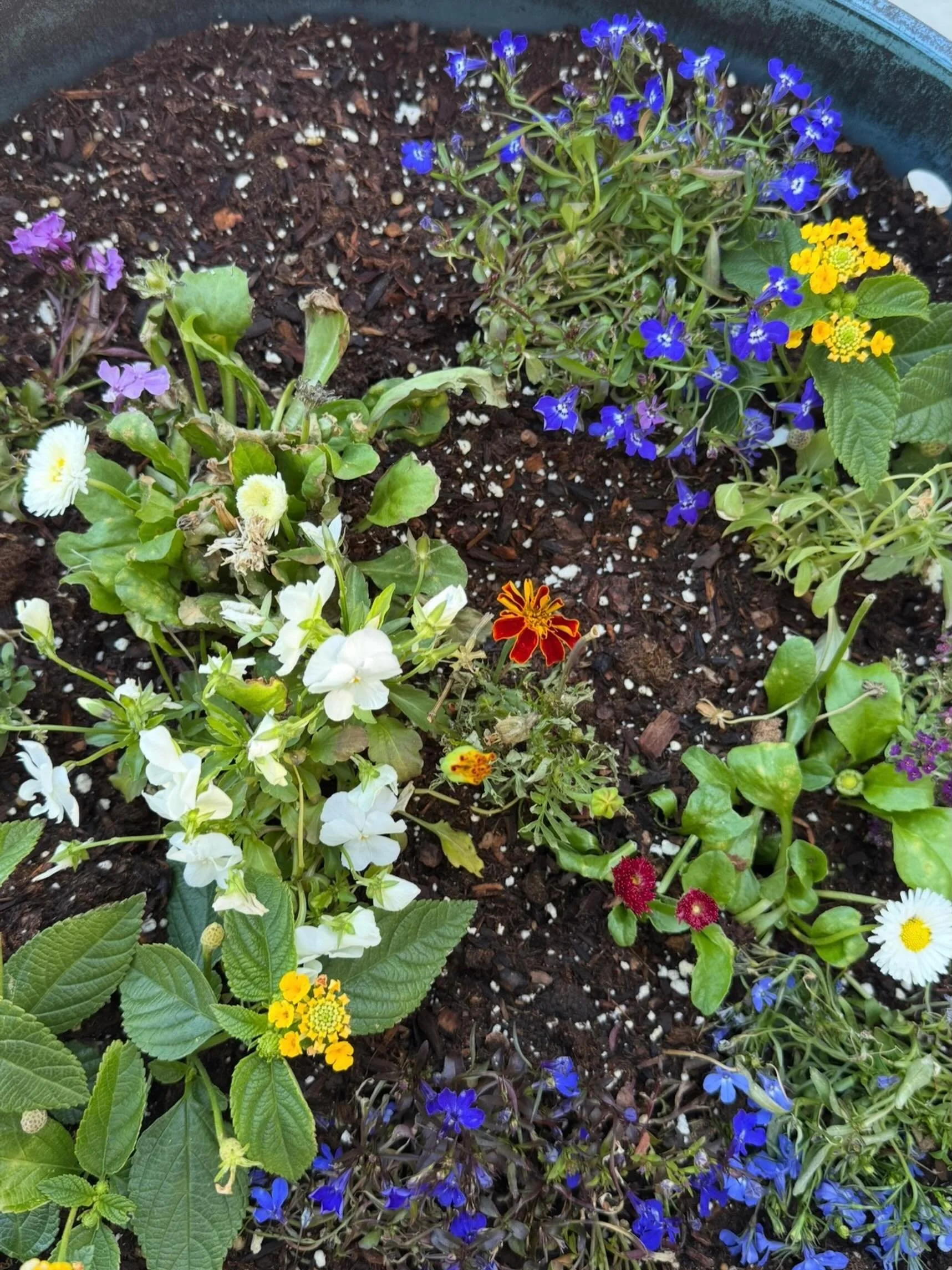 Mixed Blessings  Click link for today&rsquo;s Paths of Joy Daily Inspiration 
https://www.pathsofjoy.com/blog-1-1/mixed-blessings