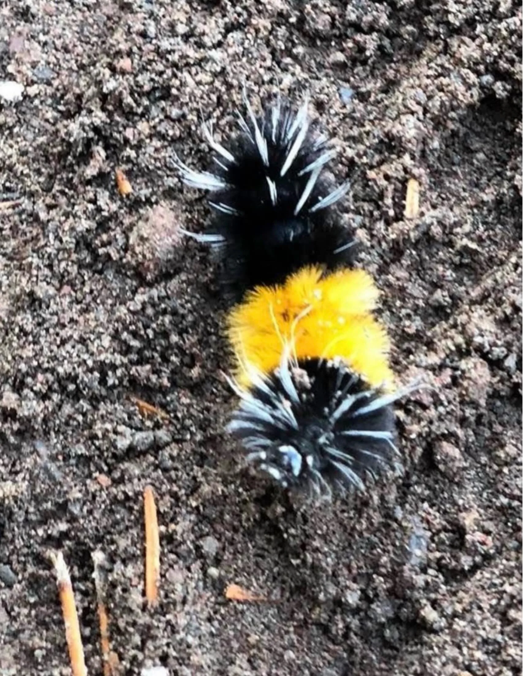 The Caterpillar.  Click link for today&rsquo;s Paths of Joy Daily Inspiration  https://www.pathsofjoy.com/blog-1-1/the-caterpillar