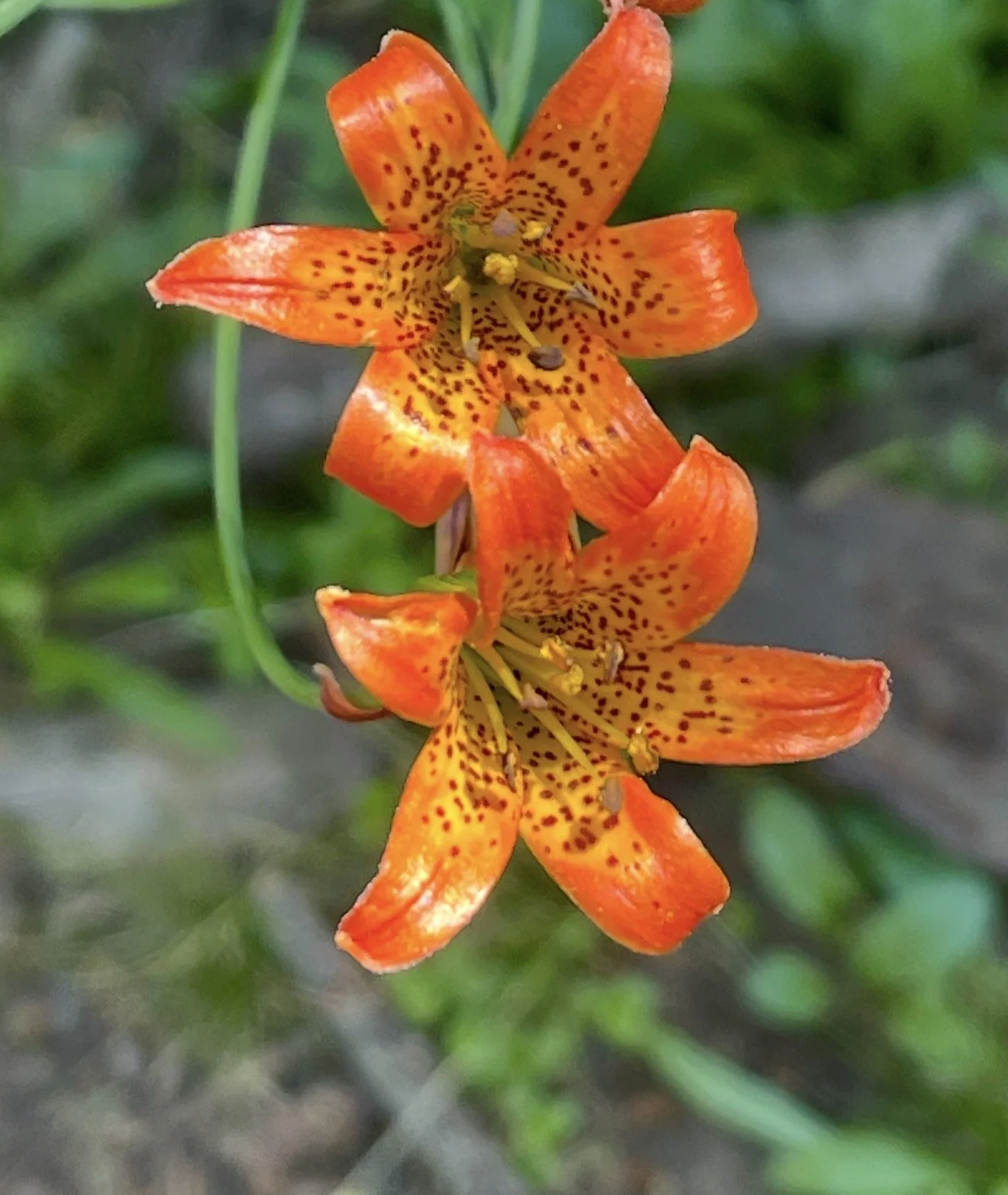 2026 july 28 the beauty of variety full blog IMG_9577.jpg