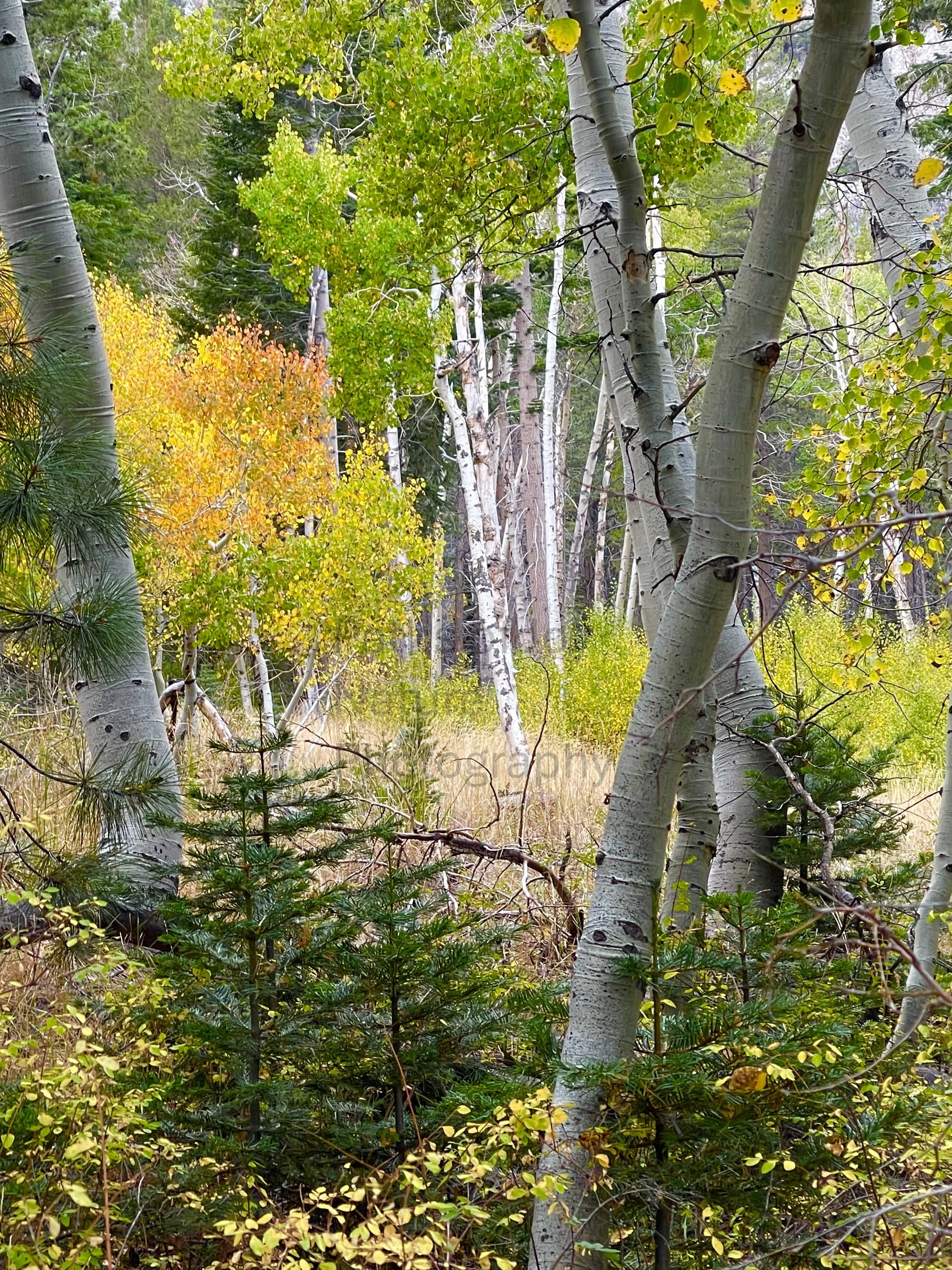 Autumn Glory
