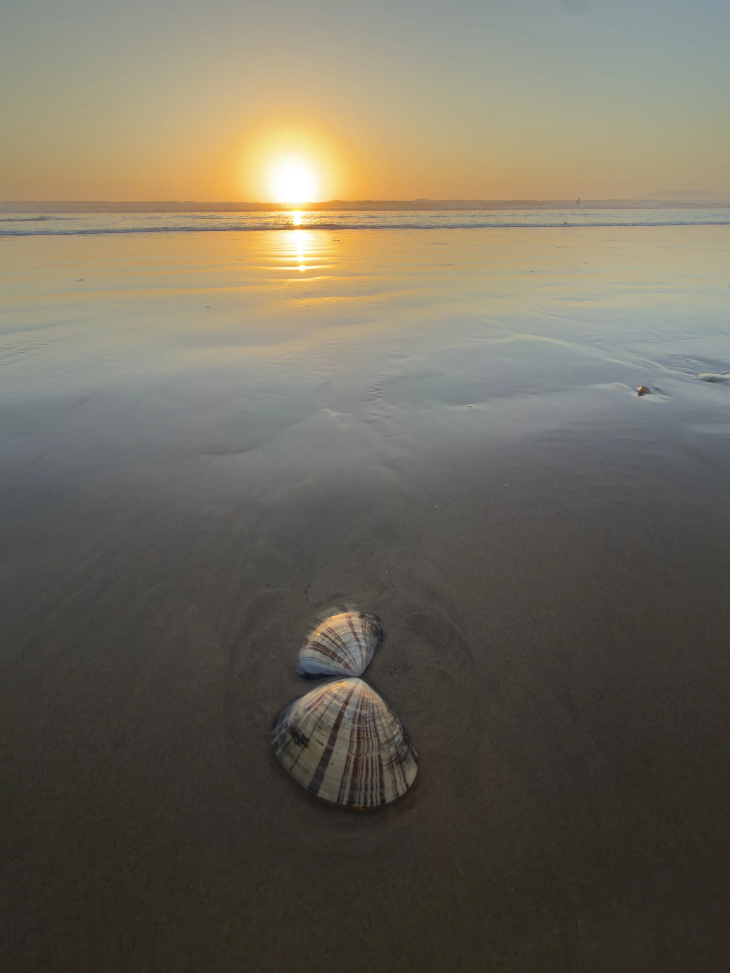 Seashell Sunset