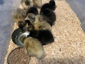 Ducklings Loading How to Raise Ducklings: Brooder Setup, Feeding & Water Safety