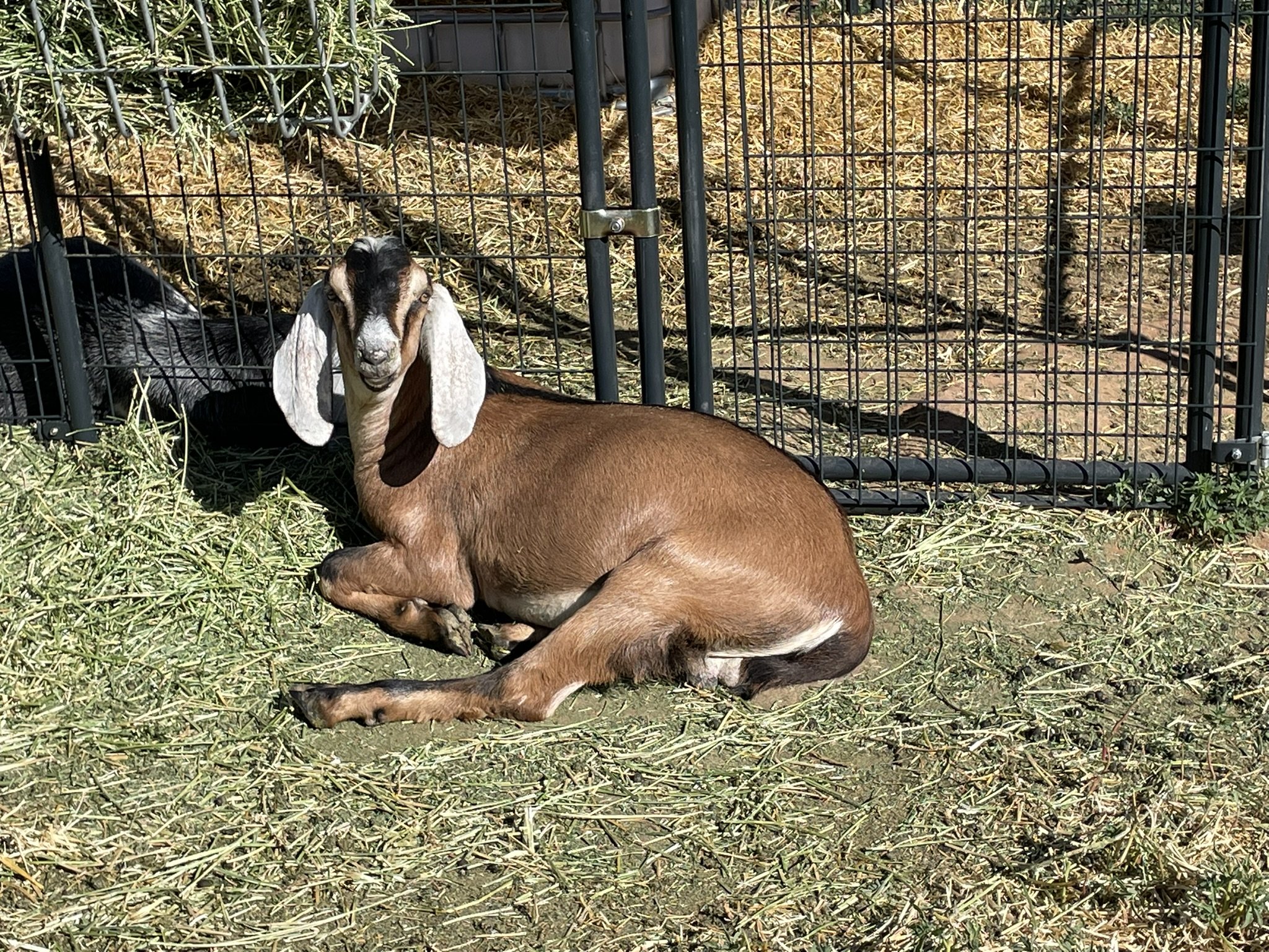 CAE in Goats: Symptoms, Transmission, Testing & Prevention