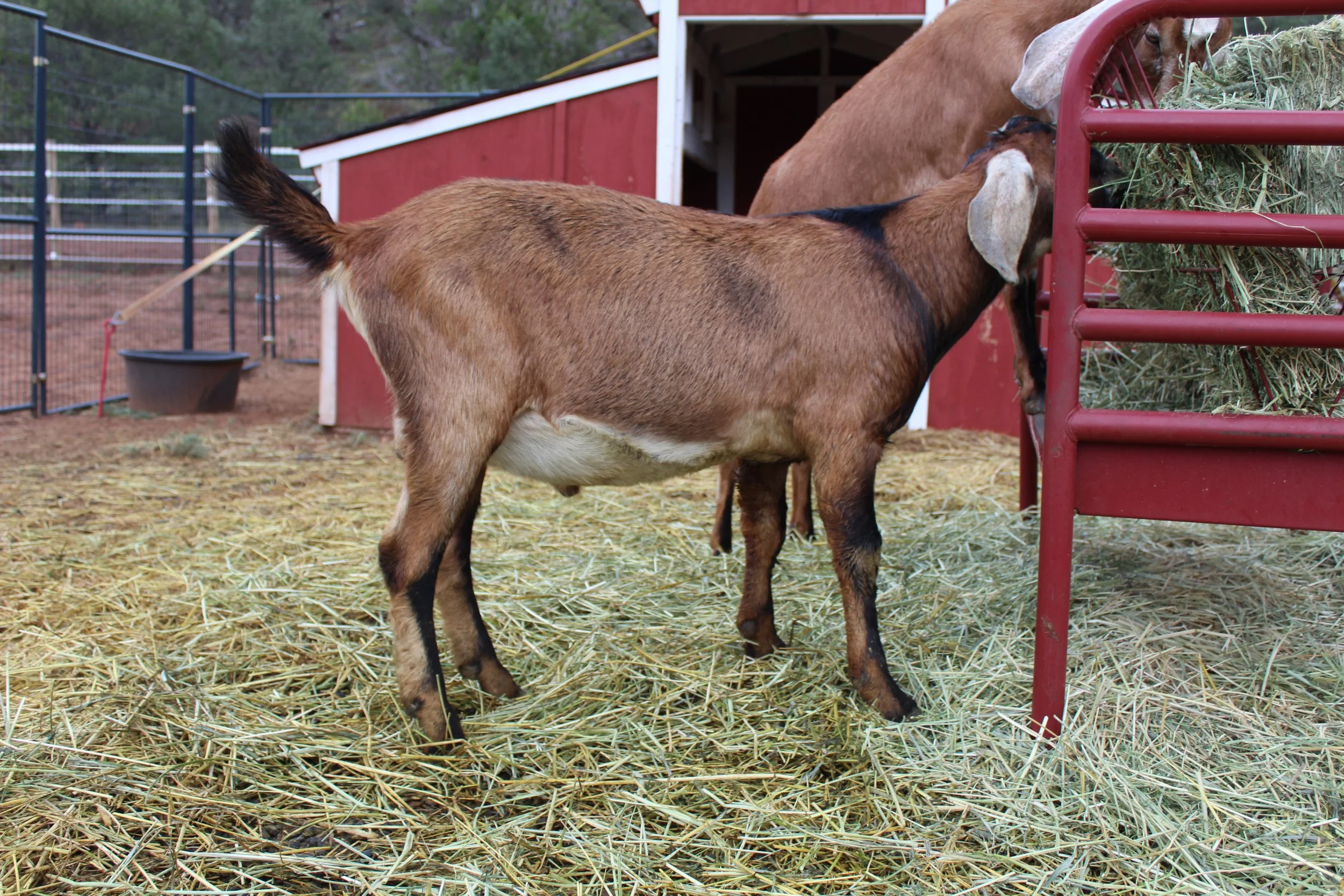 Goat Performance Programs & Herd Goals: DHIR, Linear Appraisal & More