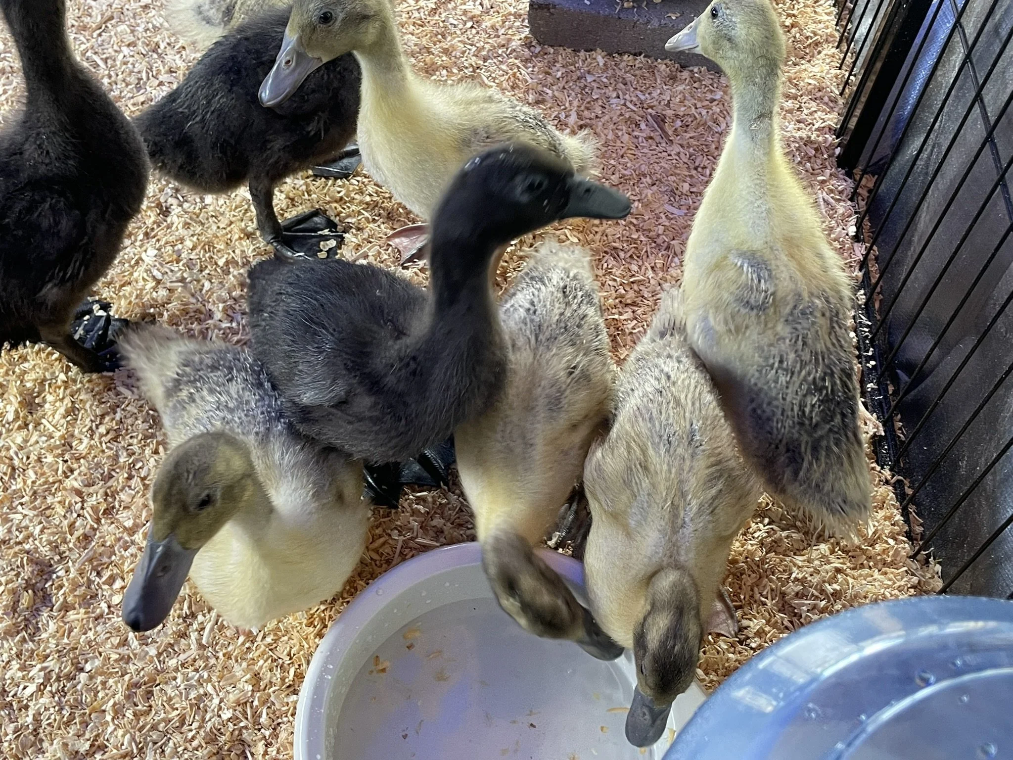 Raising Ducklings: Brooding, Feathering & Early Care