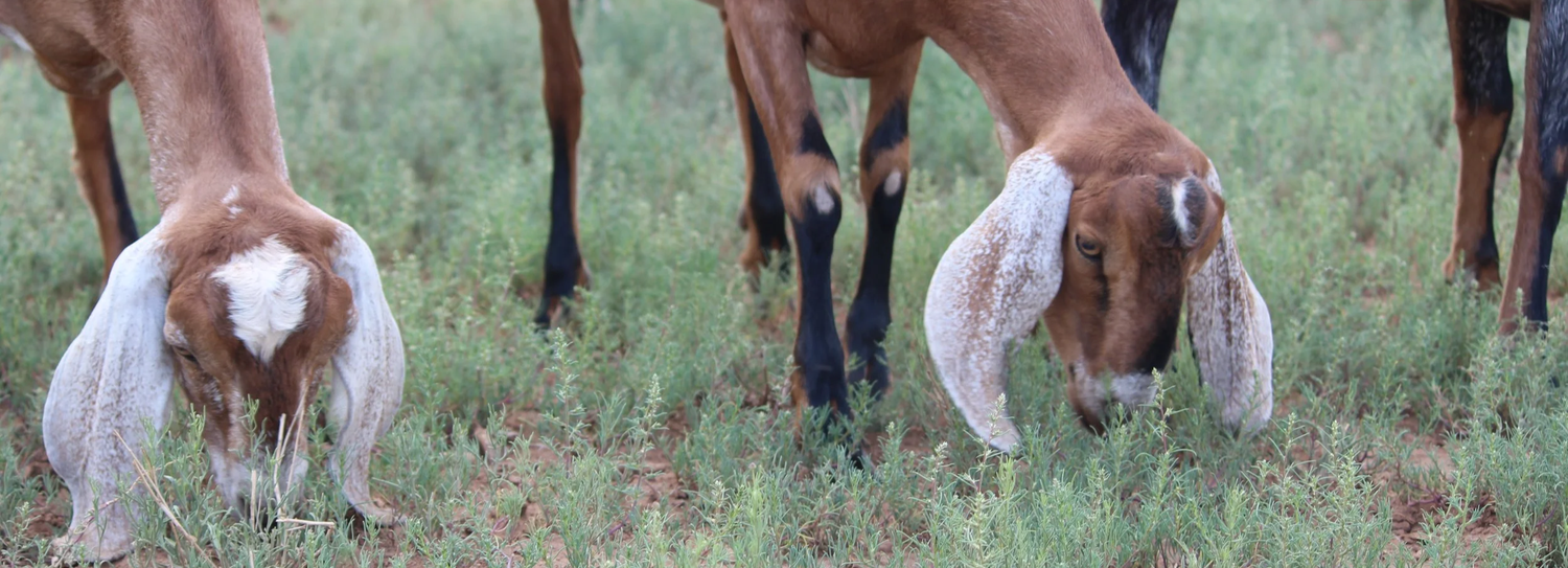 Nubian Goat Breeding: Heat, Rut & Ovulation Timing Guide
