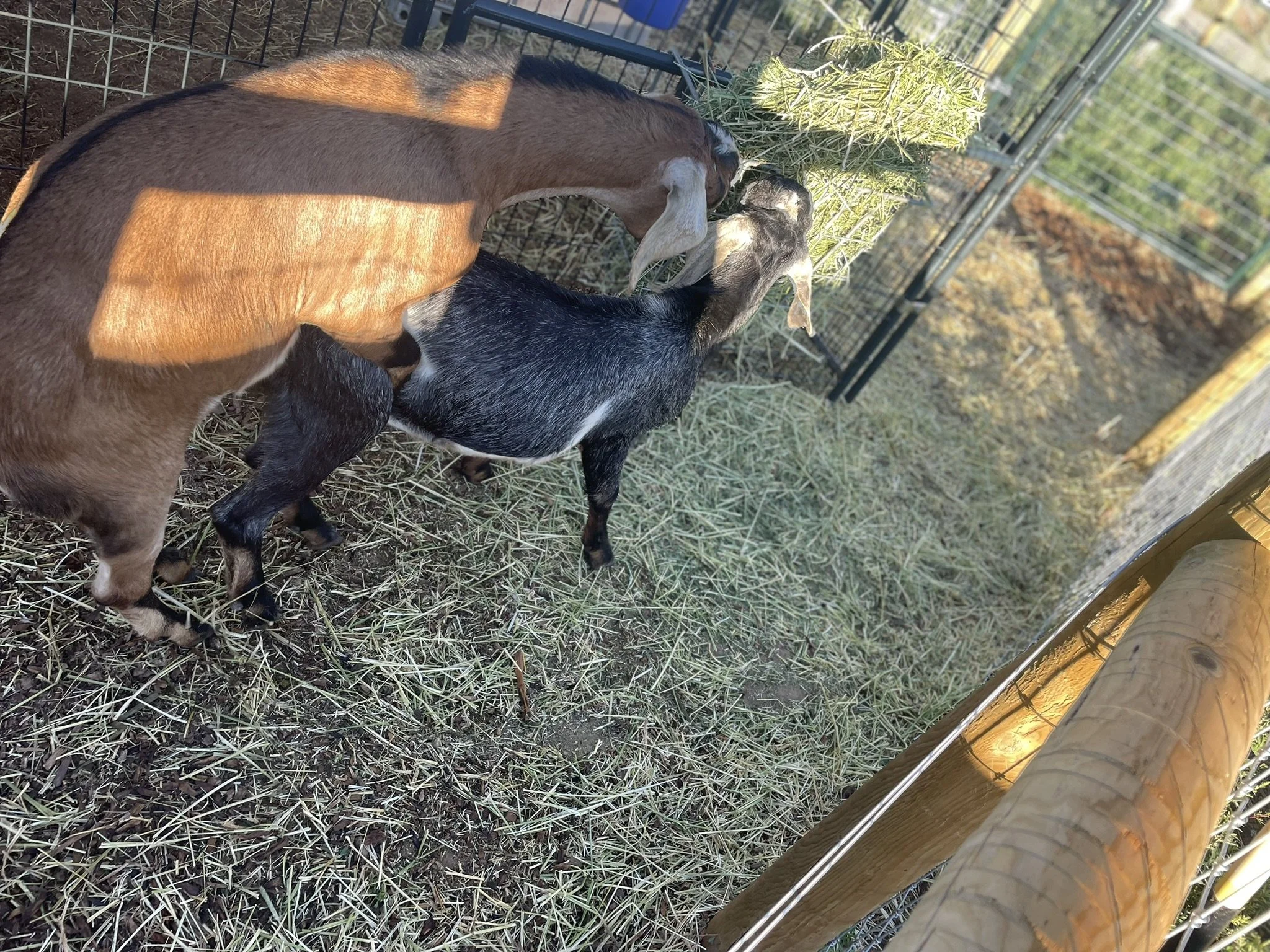 Nubian Goat Breeding: Heat, Rut & Ovulation Timing Guide