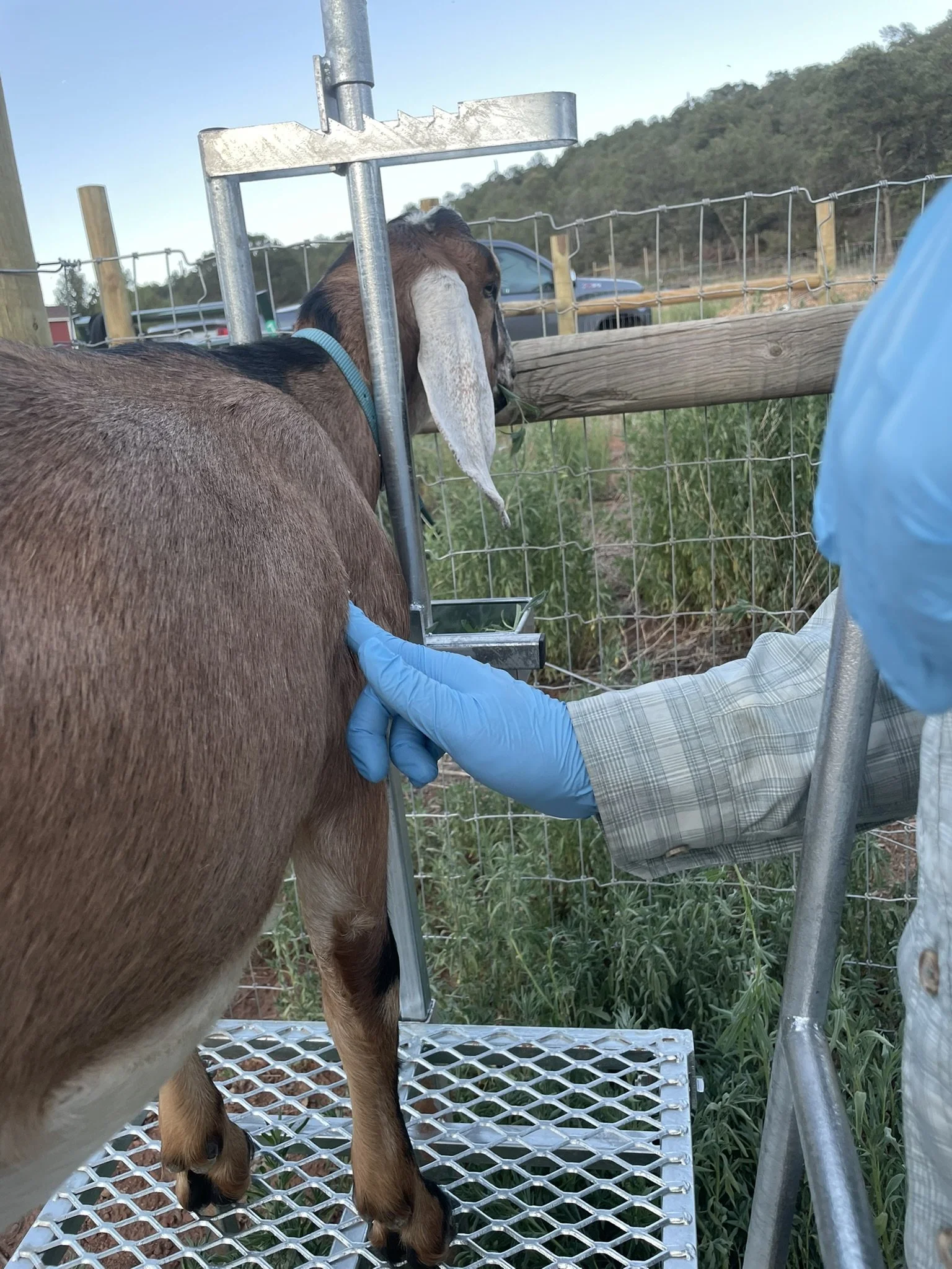 CAE in Goats: How It Spreads, Why Testing Matters & What You Can Do