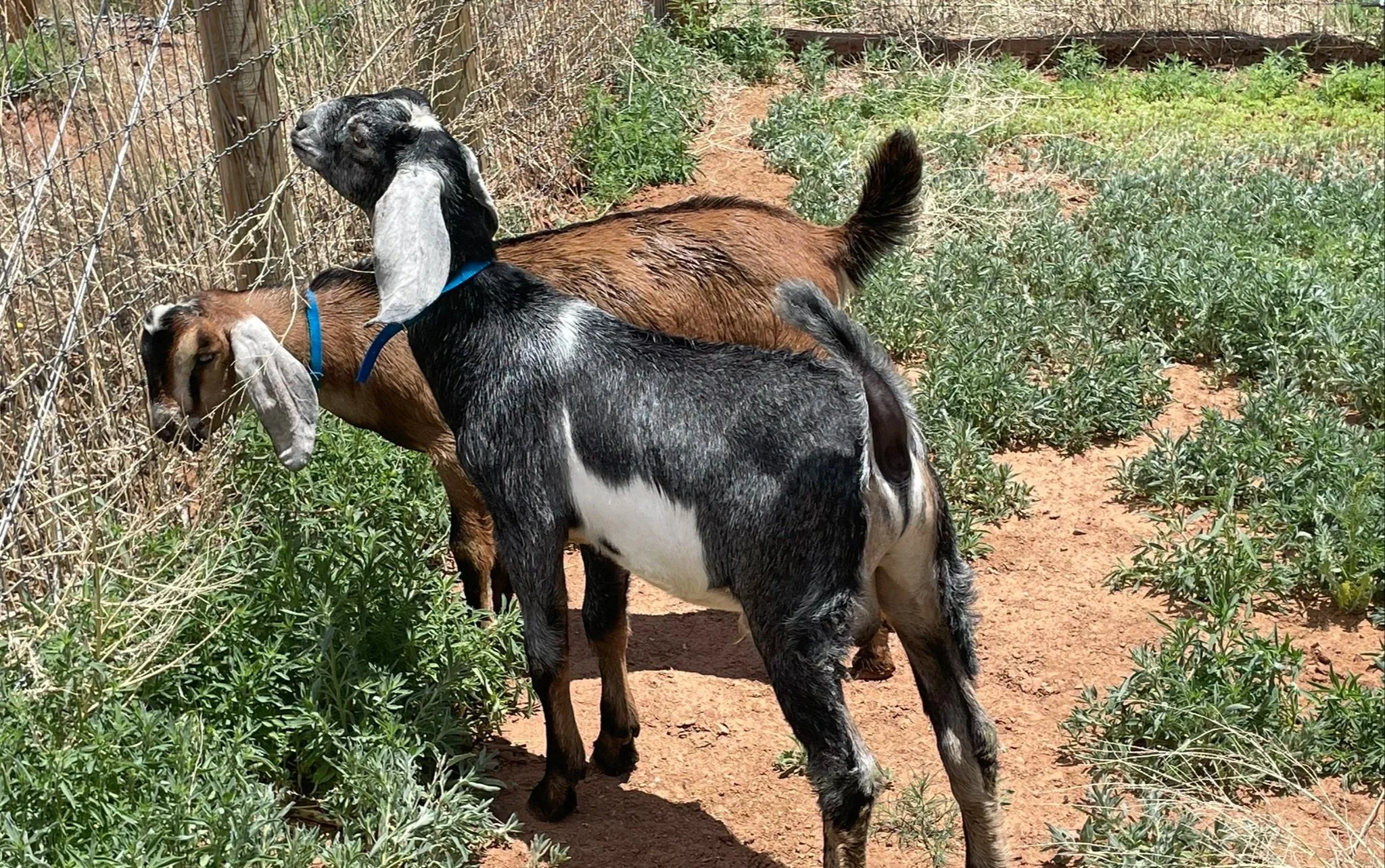 Goat Breeding & Genetics: Planning, Selection & What to Consider