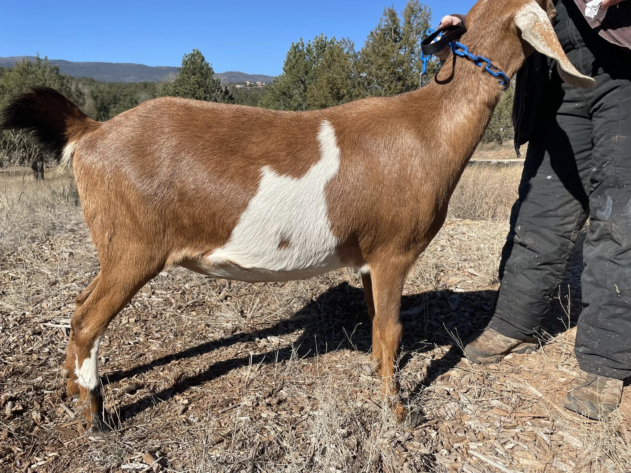 Goat Behavior & Training: Understanding, Handling & Working With Your Herd