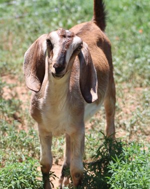 How to Train a Goat: Stop Biting, Headbutting & Bad Behavior Early