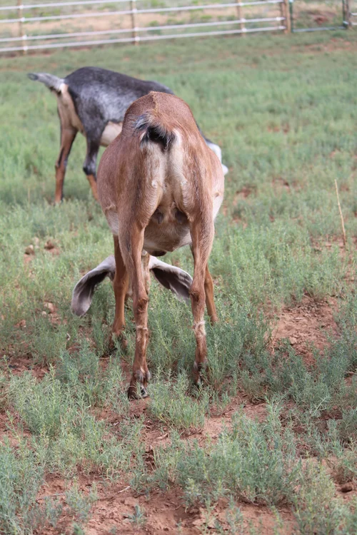 Nubian Goat Breeding: Heat, Rut & Ovulation Timing Guide