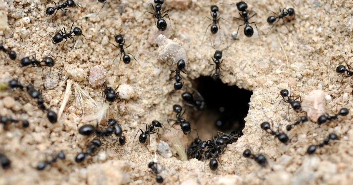 How Much Does It Cost to Get Rid of Ants? A Crawfordsville Homeowner’s ...
