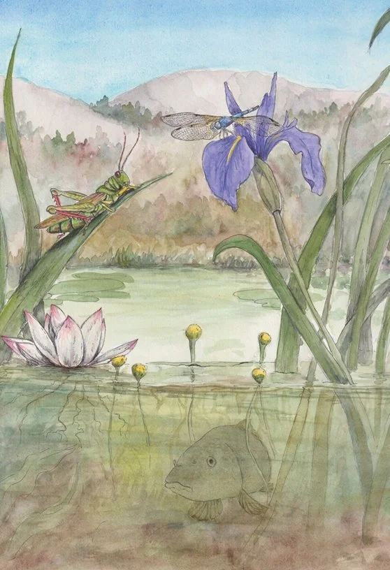 The friendly grasshopper