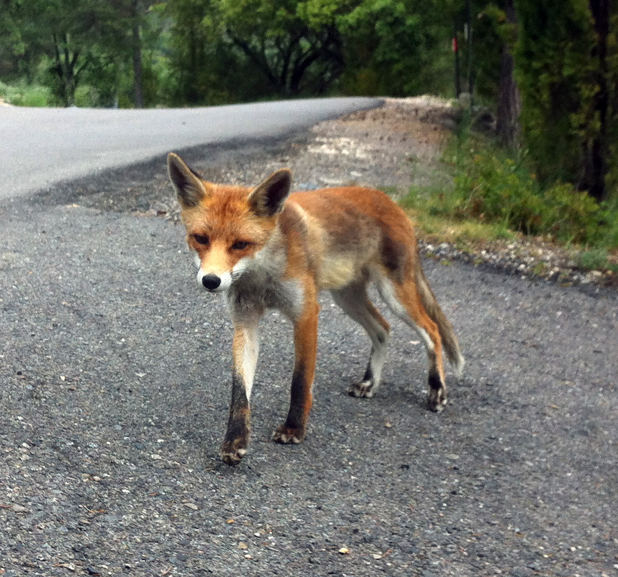 Renard sauvage Pyrénées - IMG_0044.jpg