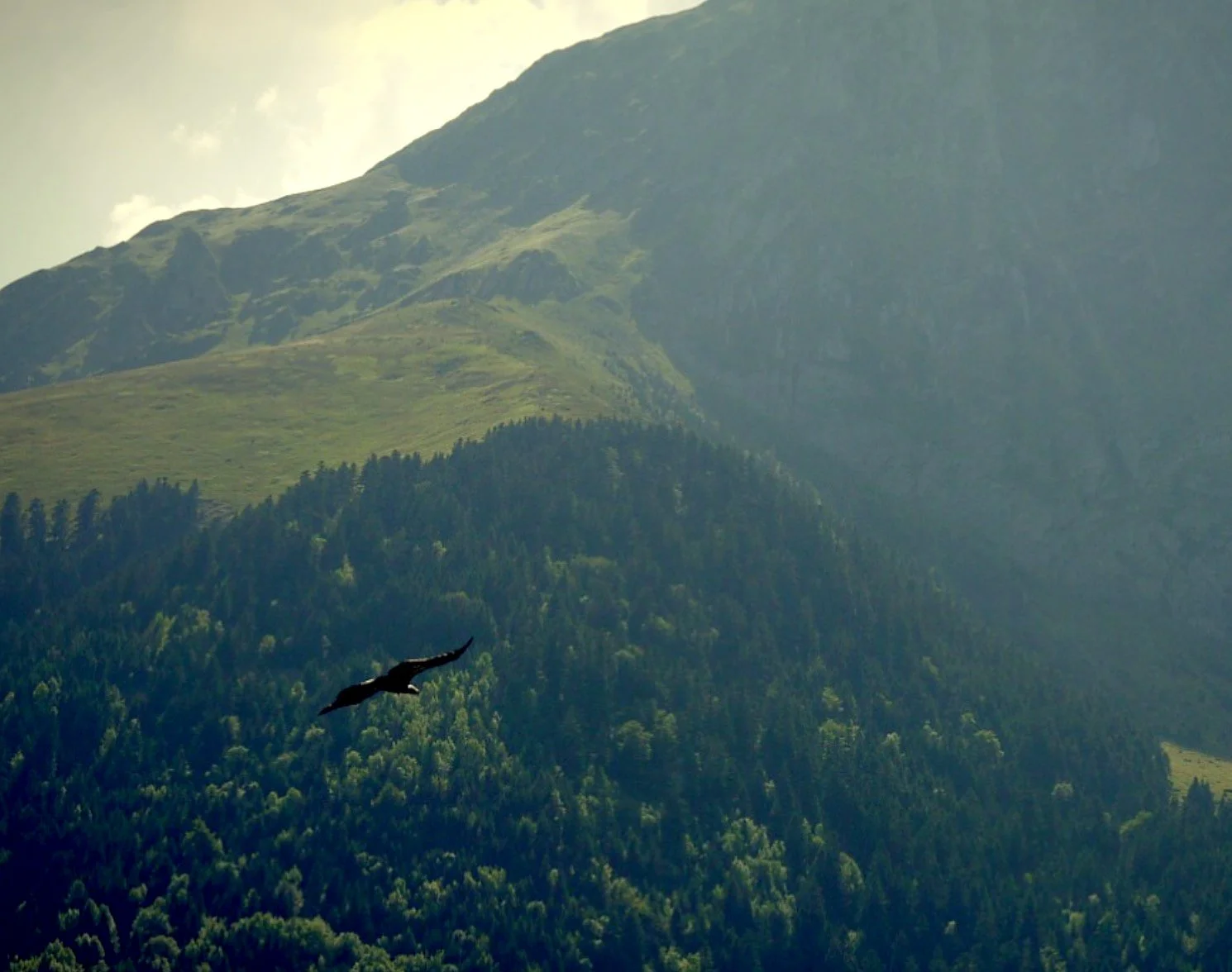 Vautour rapace Pyrénées vol altitude.jpg