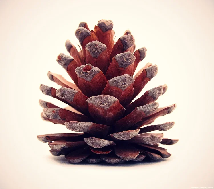 Une pomme de pin brune sur un fond blanc.